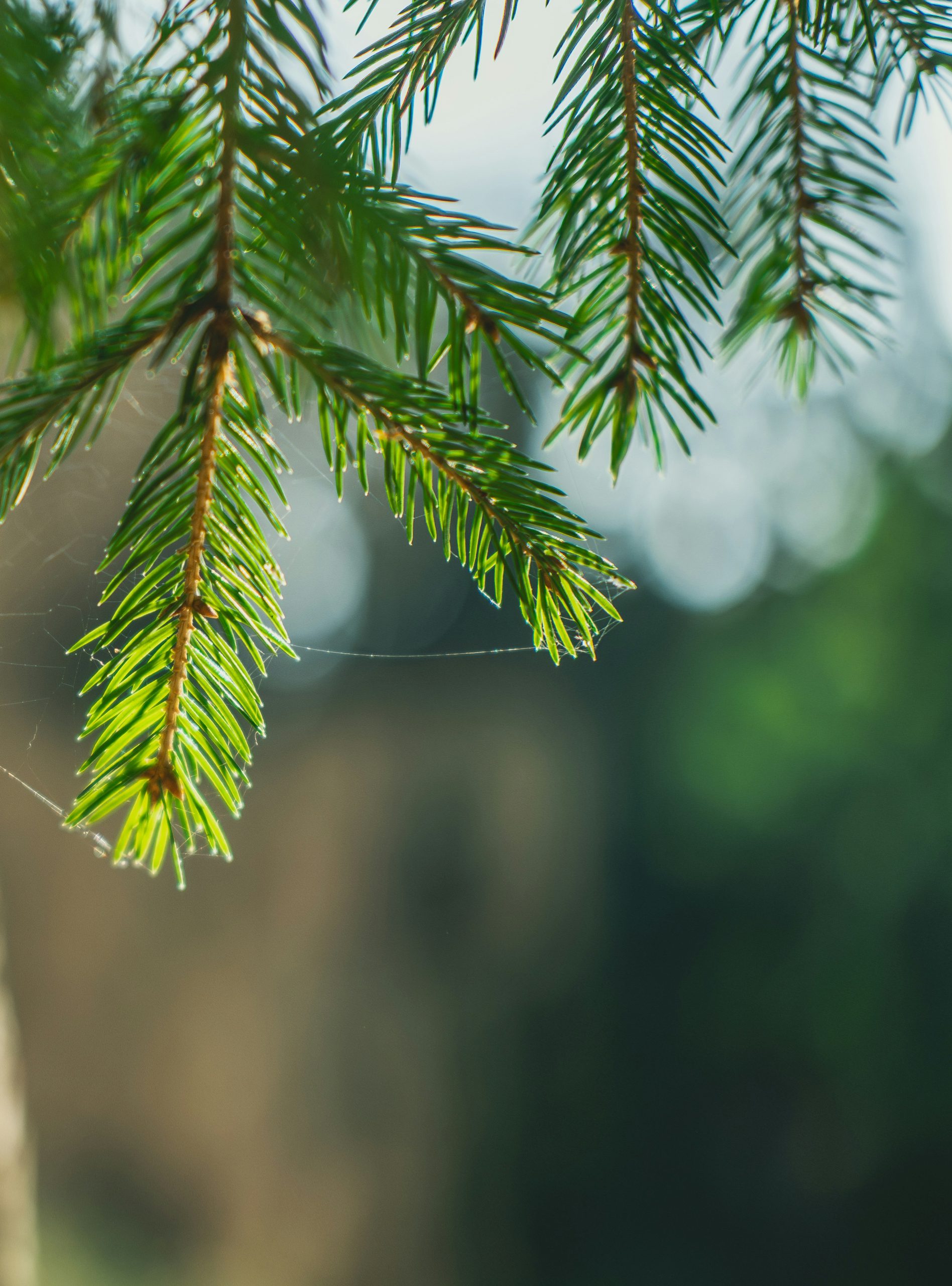 Green pine needles on a branch with soft background.