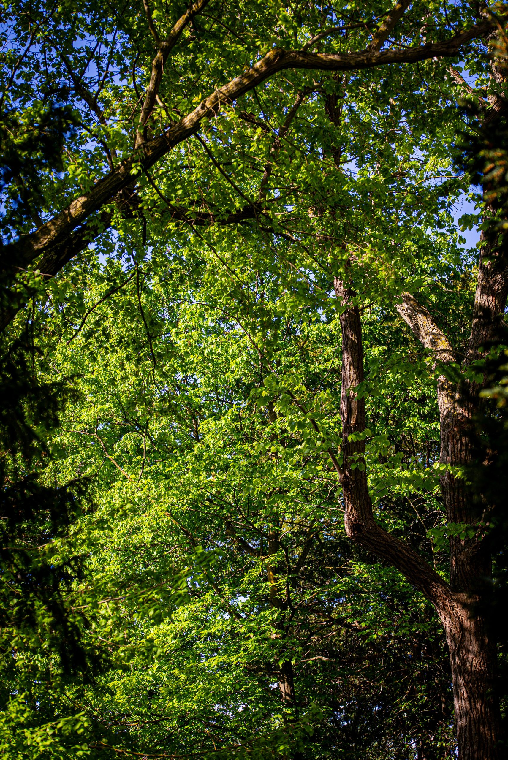 Lush green trees and branches against a blue sky.
