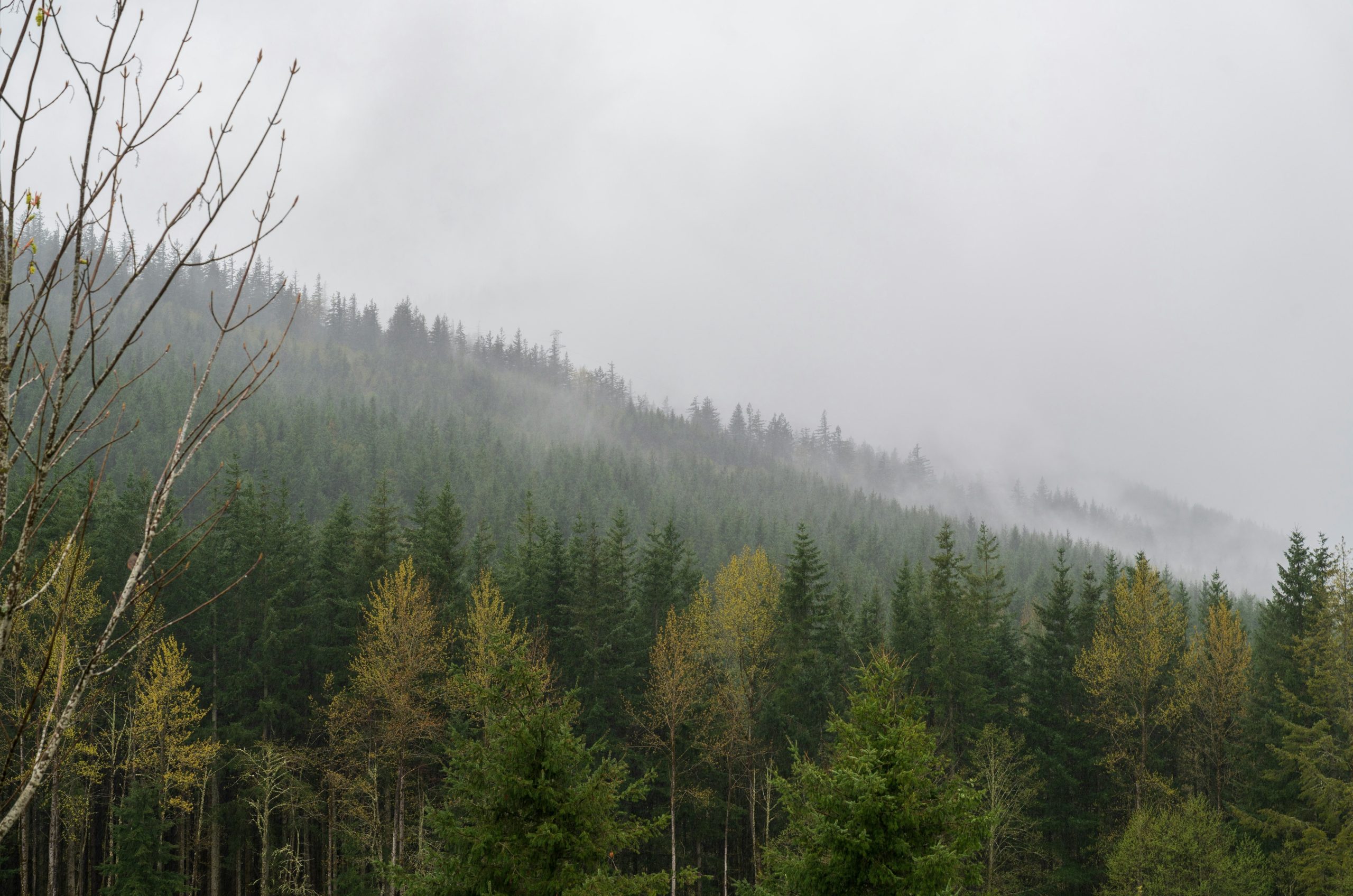 Misty evergreen forest on a cloudy day