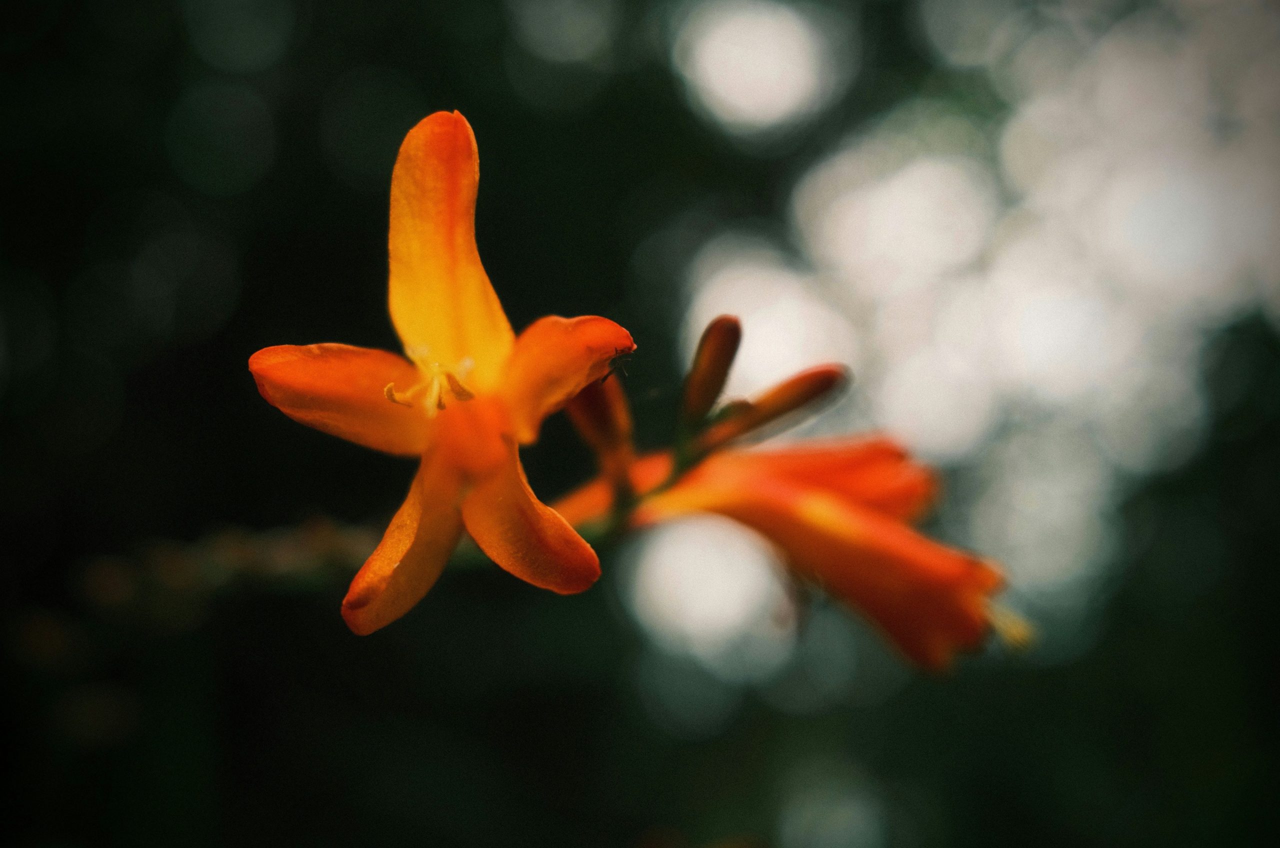 Orange flower with blurred background and bokeh lights
