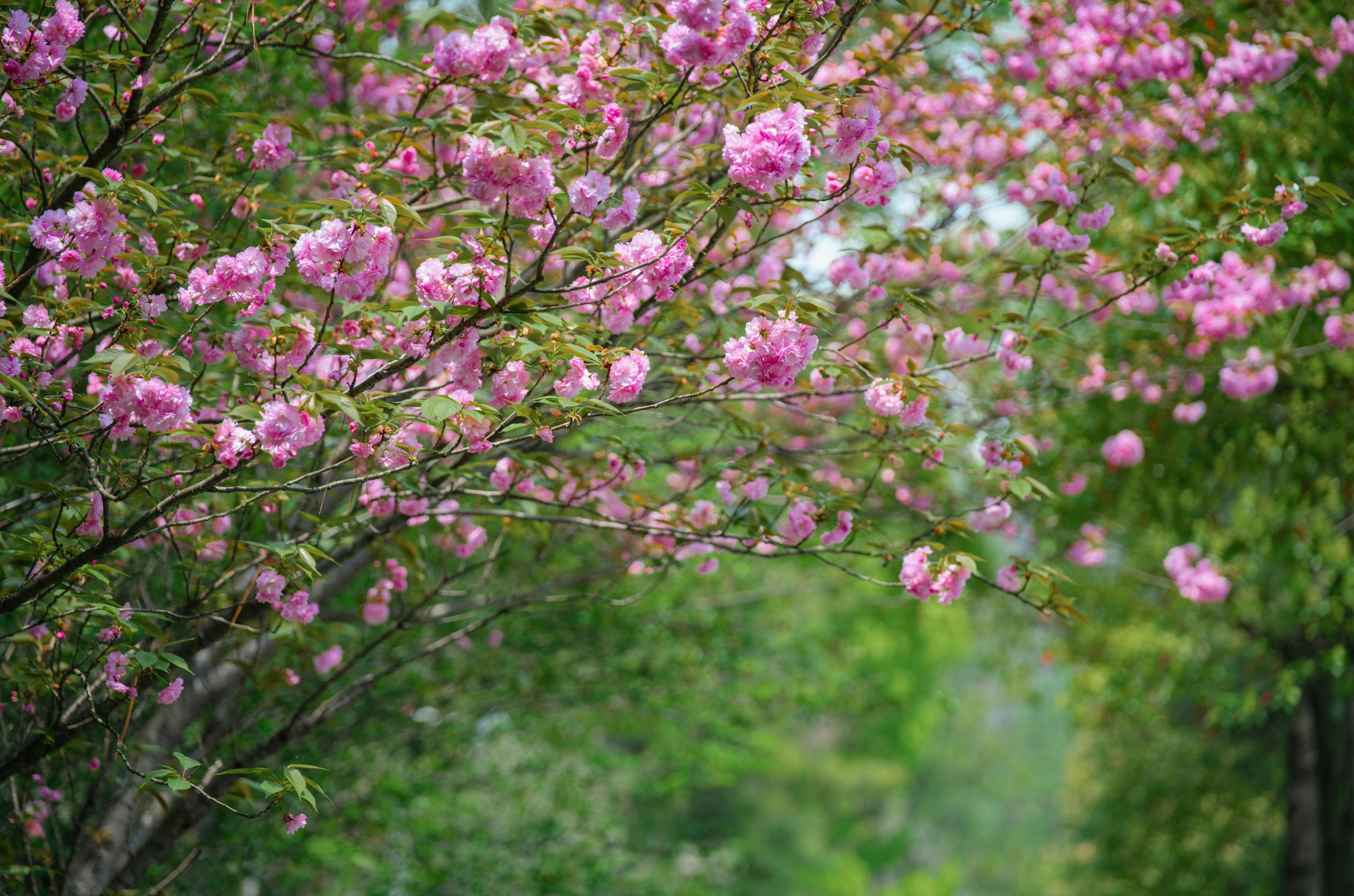 Pink cherry blossoms on a tree branch