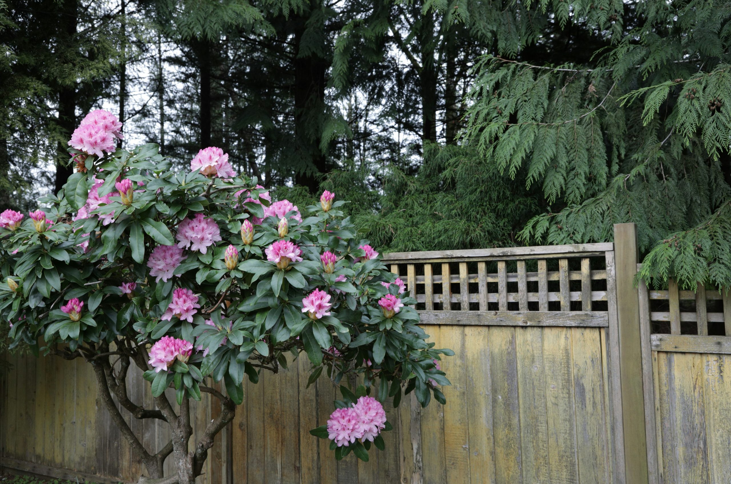 Pink rhododendron bush with a wooden fence