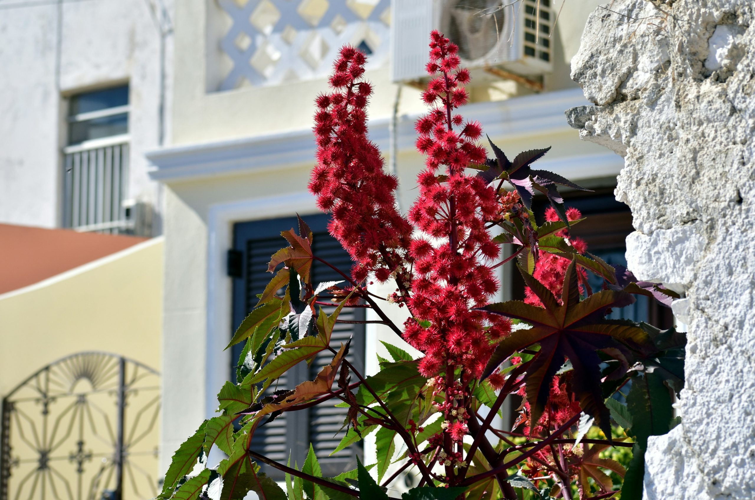 Red flowers bloom near a white building.