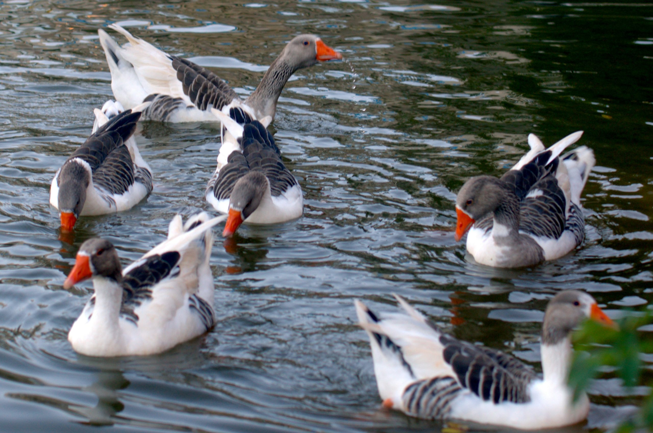 Several geese swimming in dark water