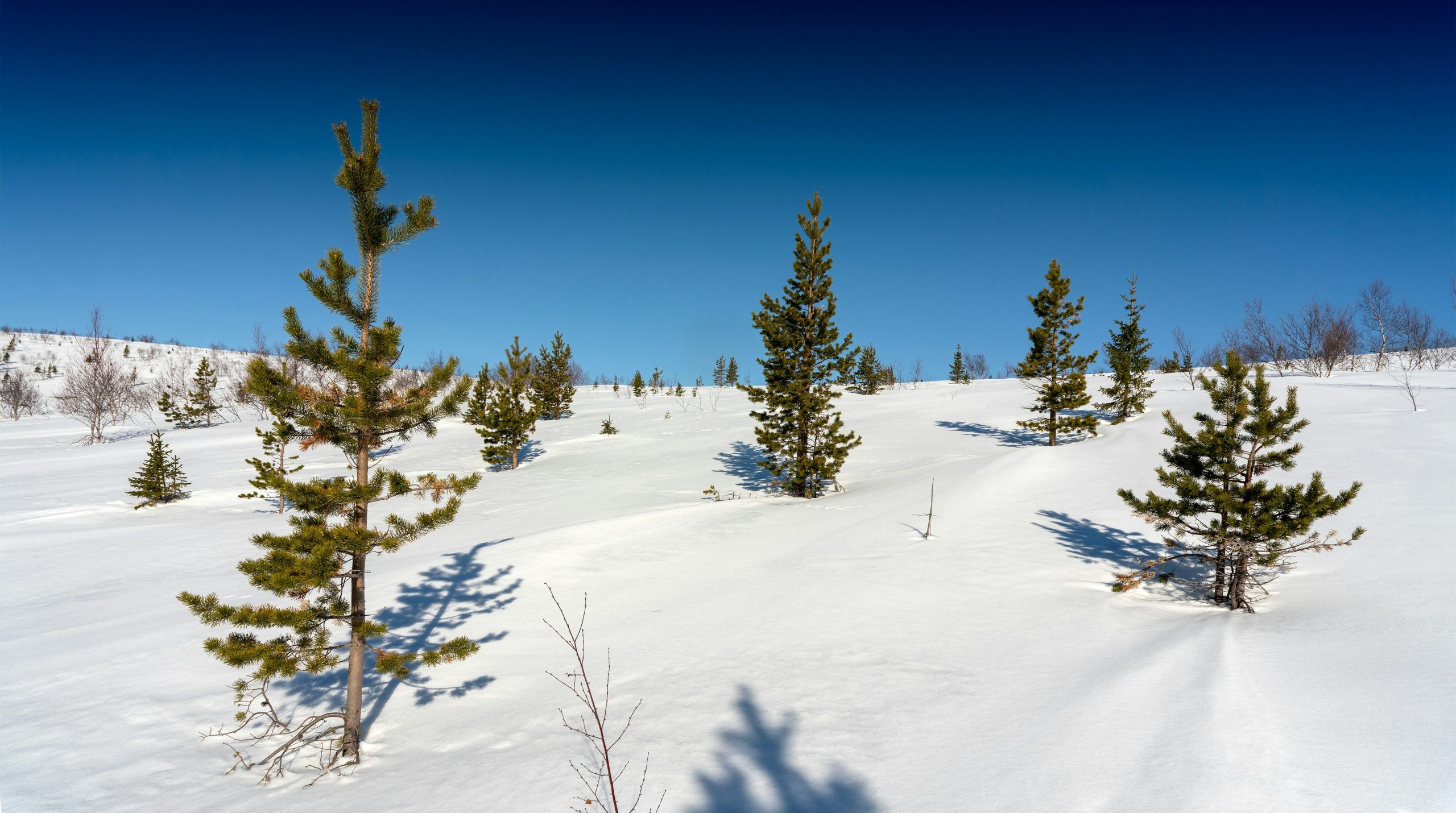 Small pine trees on a snow-covered hill under blue sky