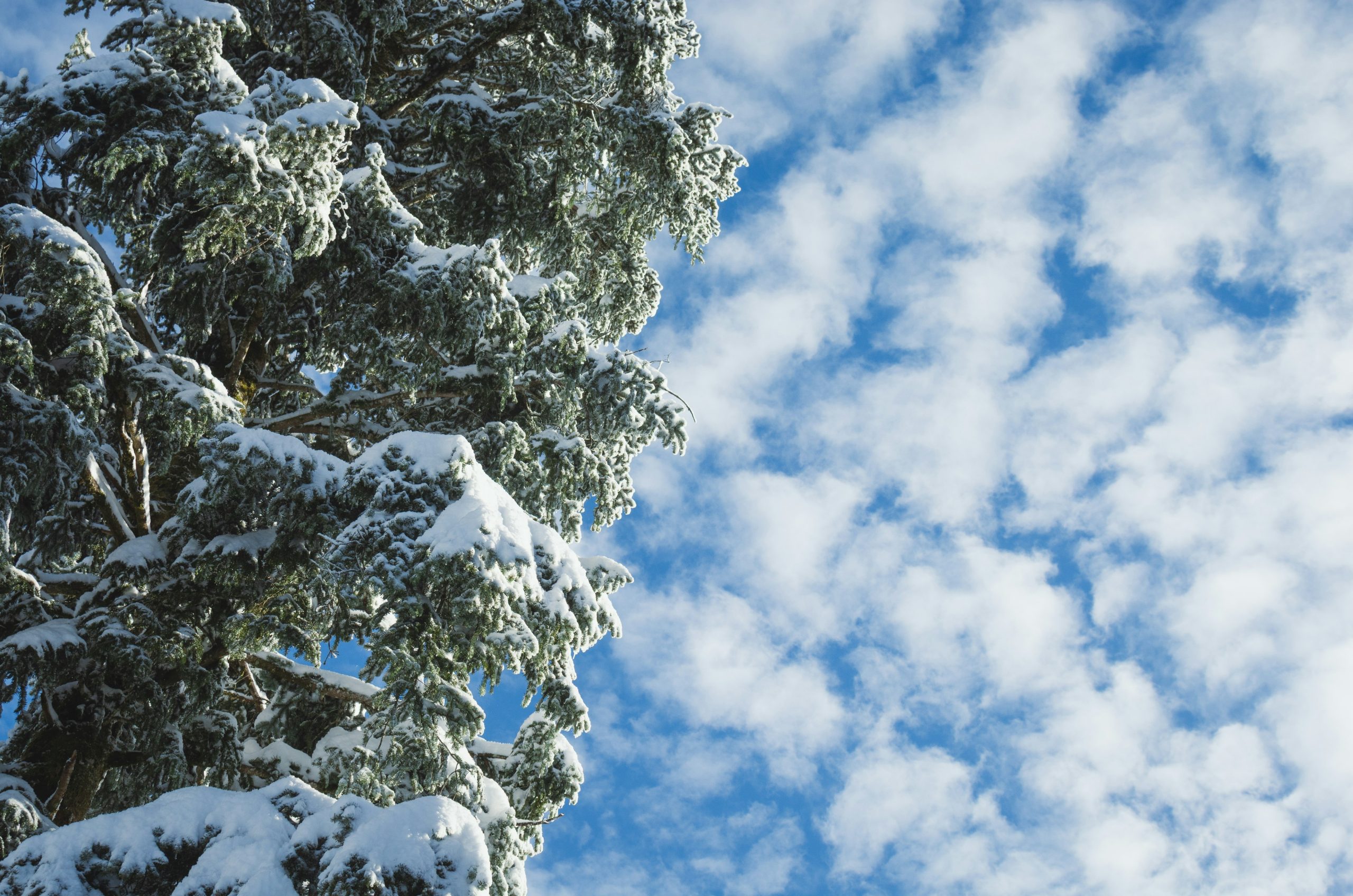 Snow-covered pine tree against a cloudy blue sky