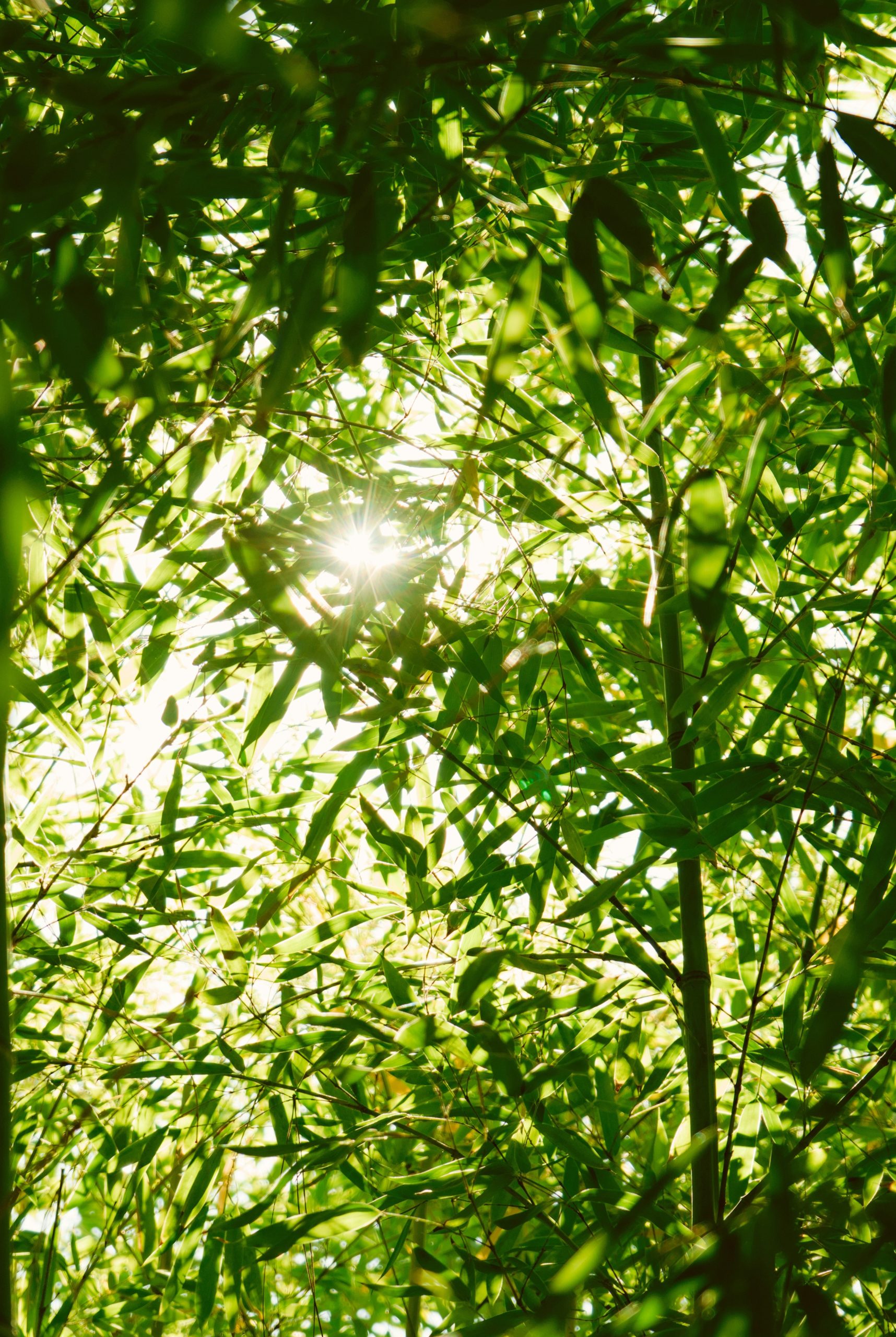 Sunlight filtering through lush green bamboo leaves.