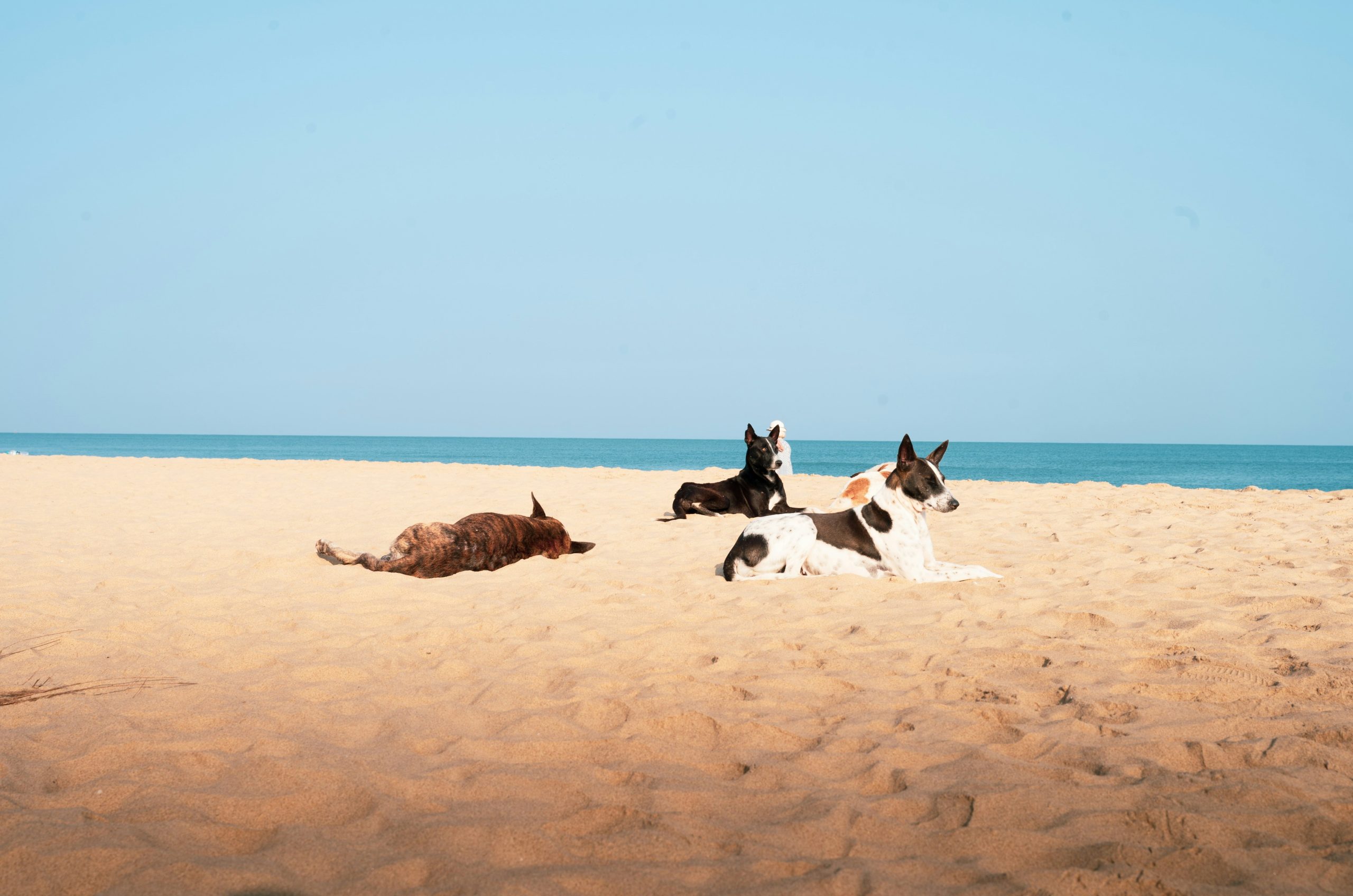 Three dogs resting on a sandy beach.