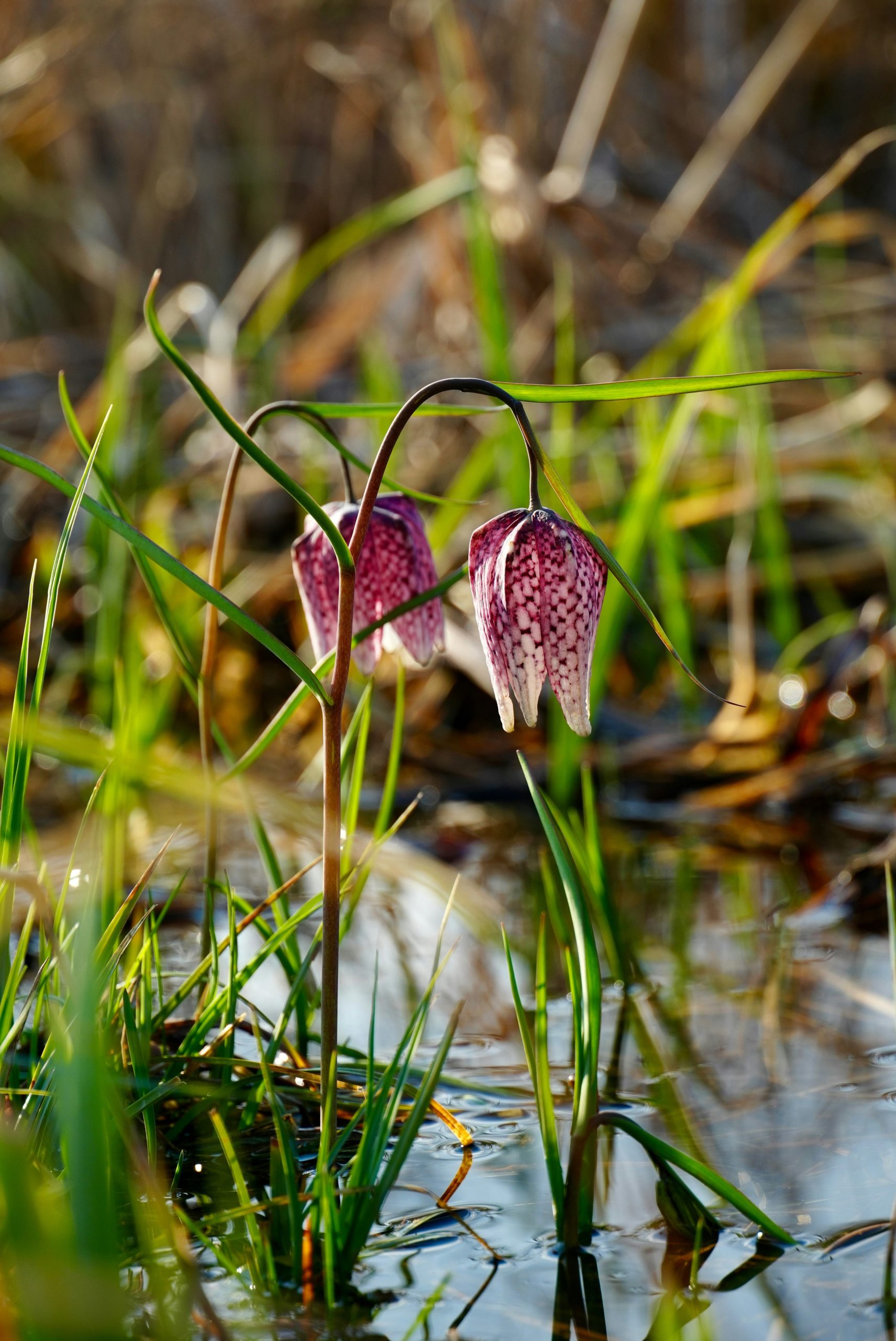 Two snake's head fritillary flowers in shallow water.