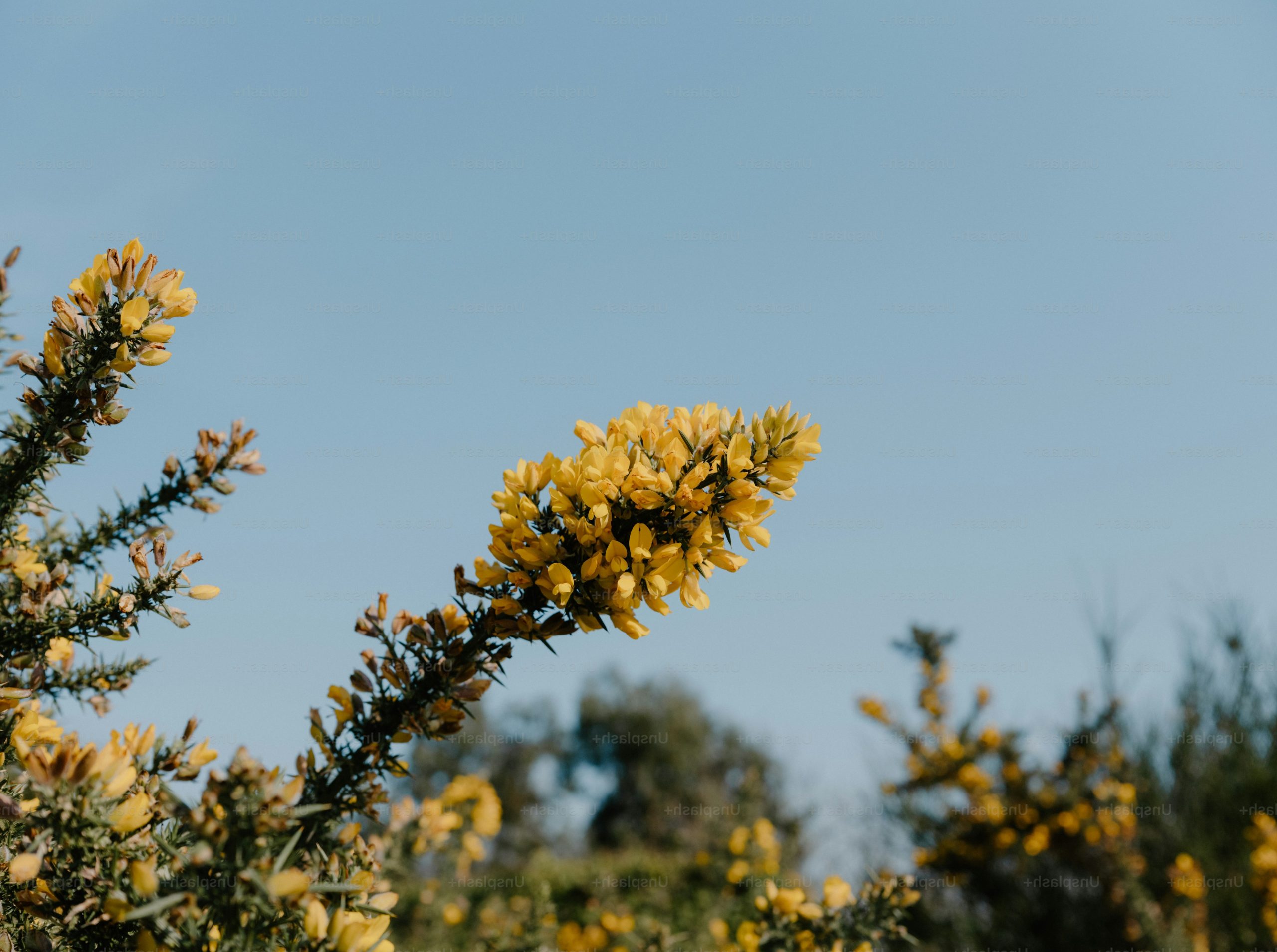 Yellow flowers bloom on a branch against blue sky