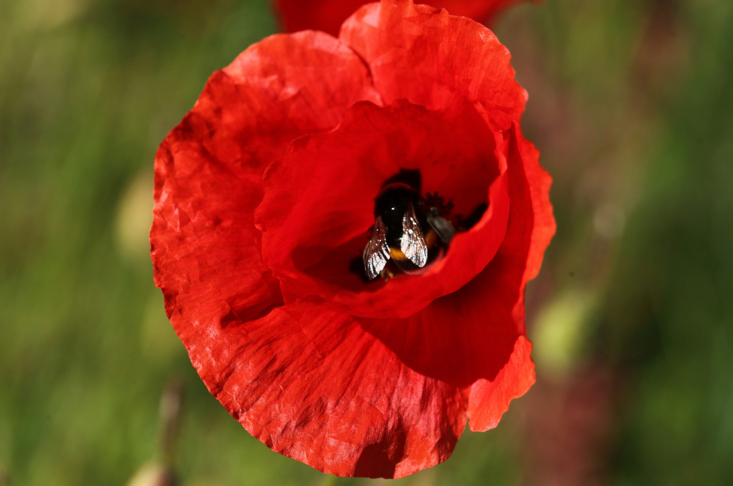 A bee collecting pollen inside a vibrant red poppy flower.