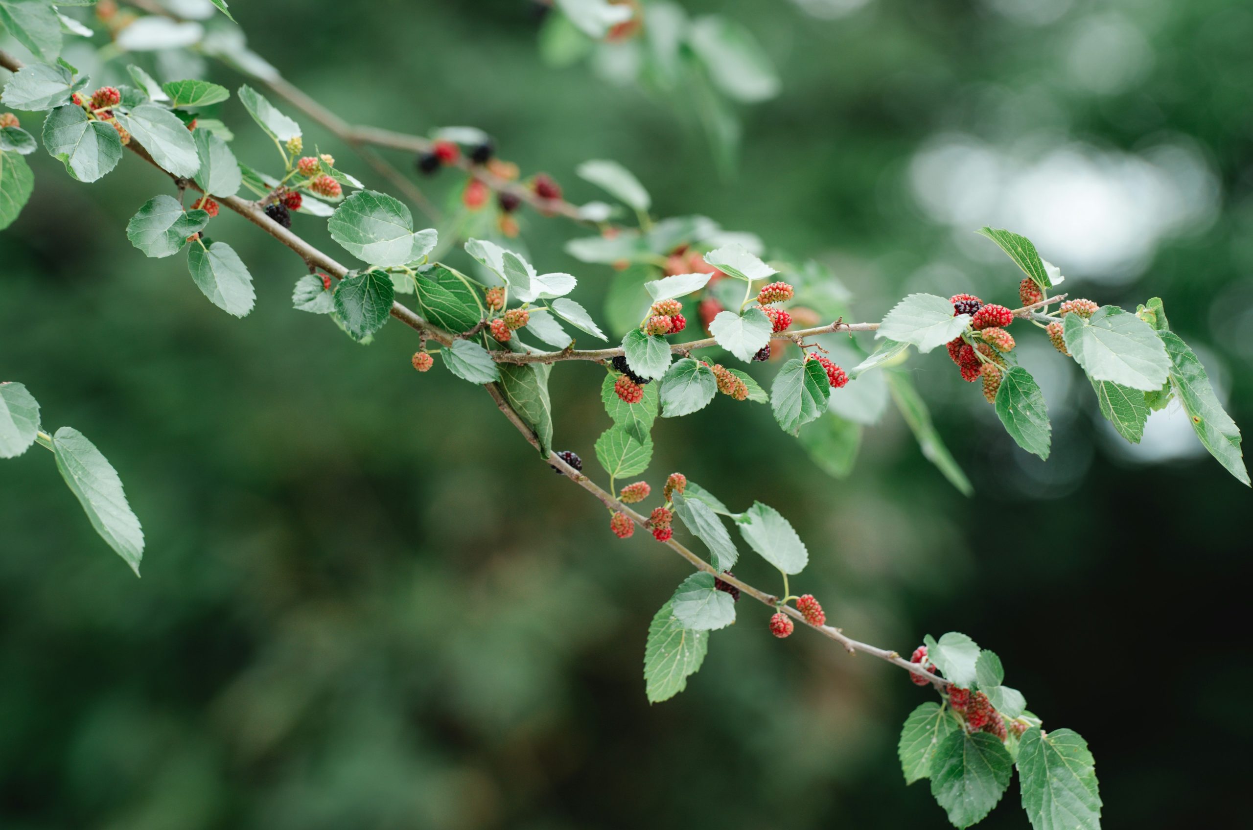 A branch with green leaves and small red berries.