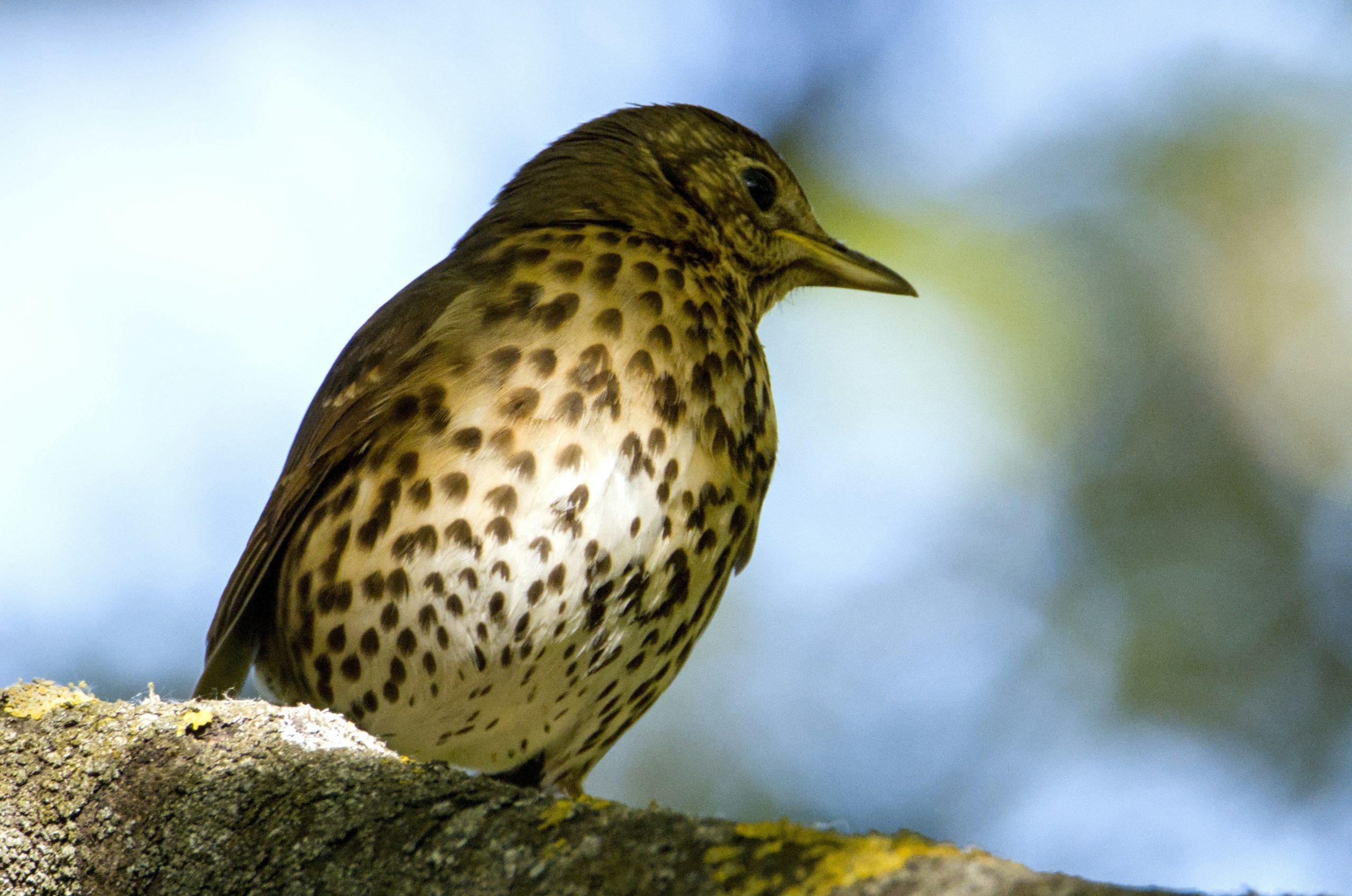 A brown spotted bird perches on a tree branch.