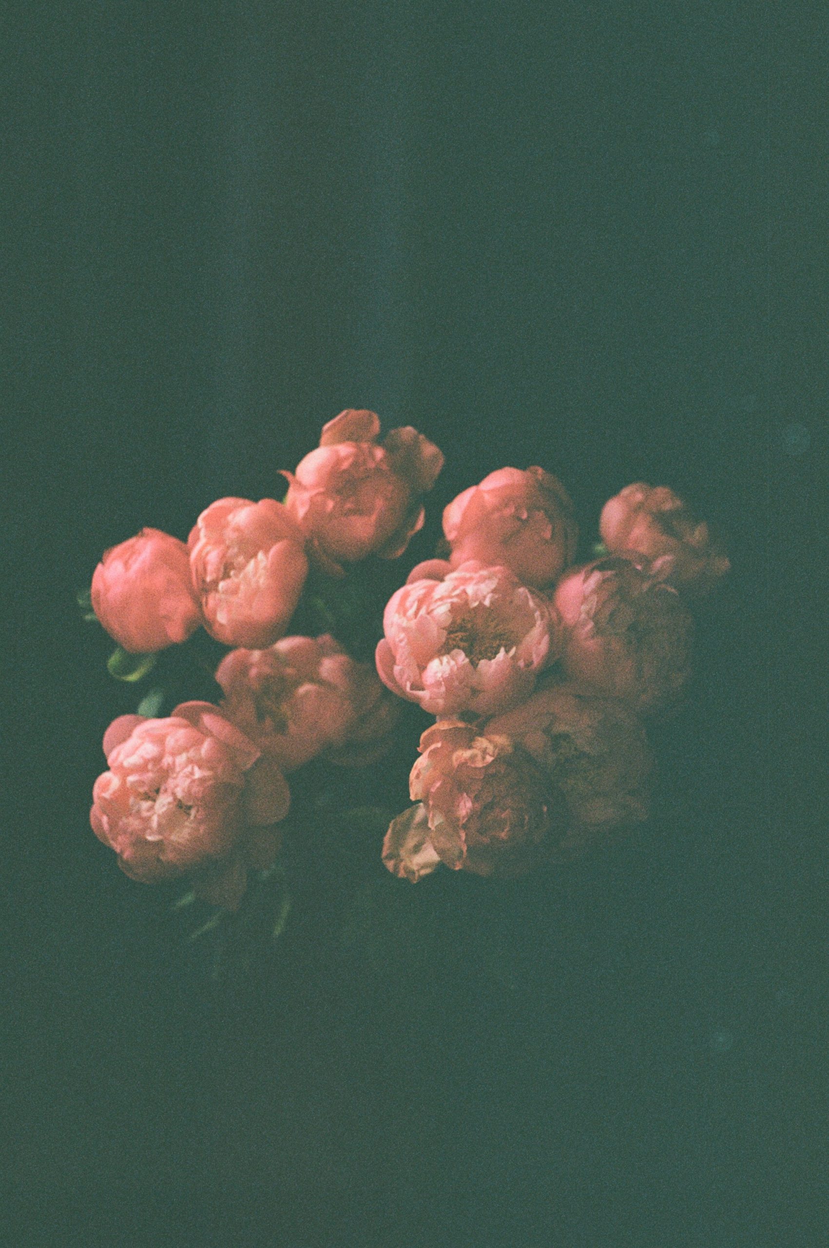 A cluster of pink peonies against a dark background.