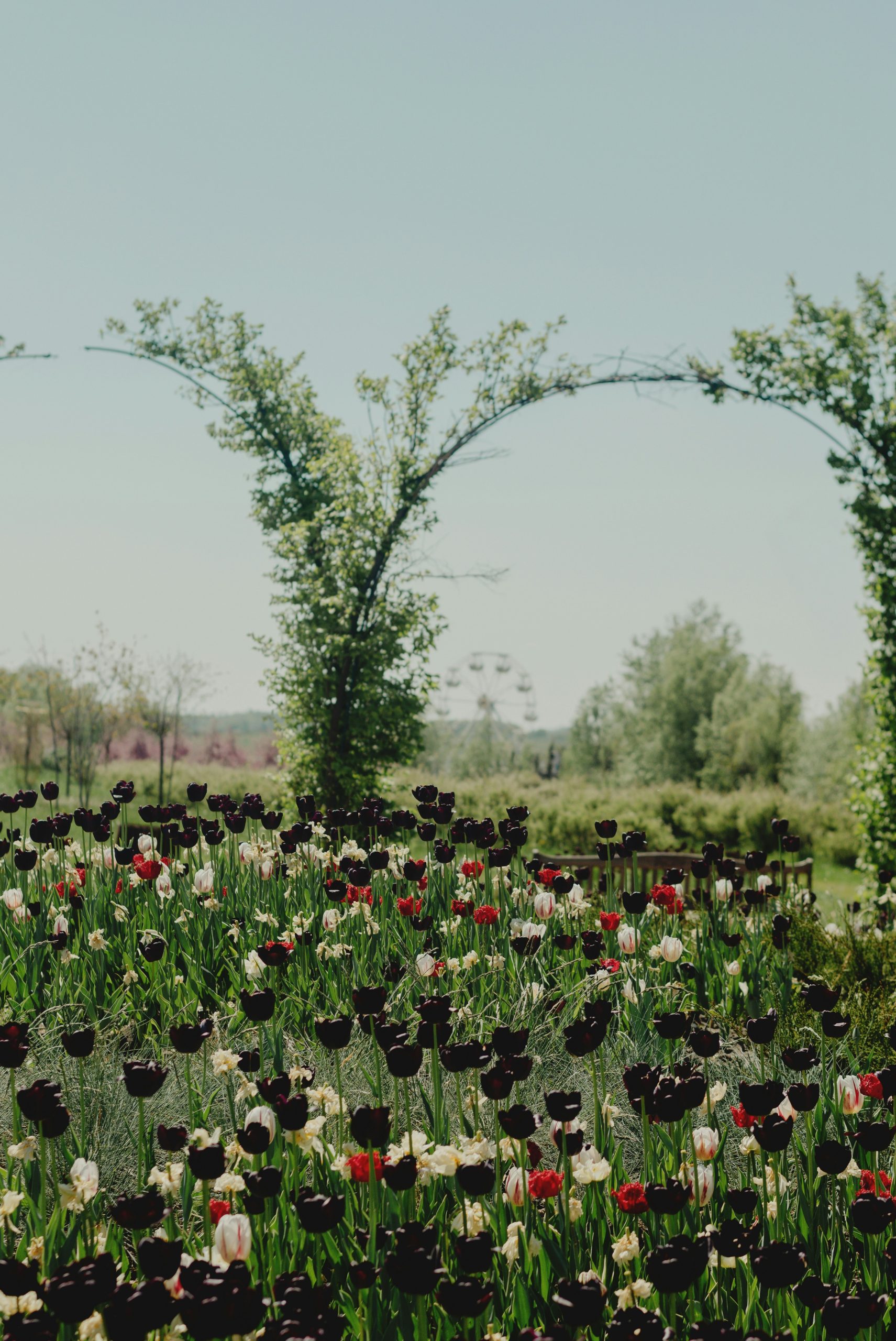 A field of dark, red, and white tulips with trees.