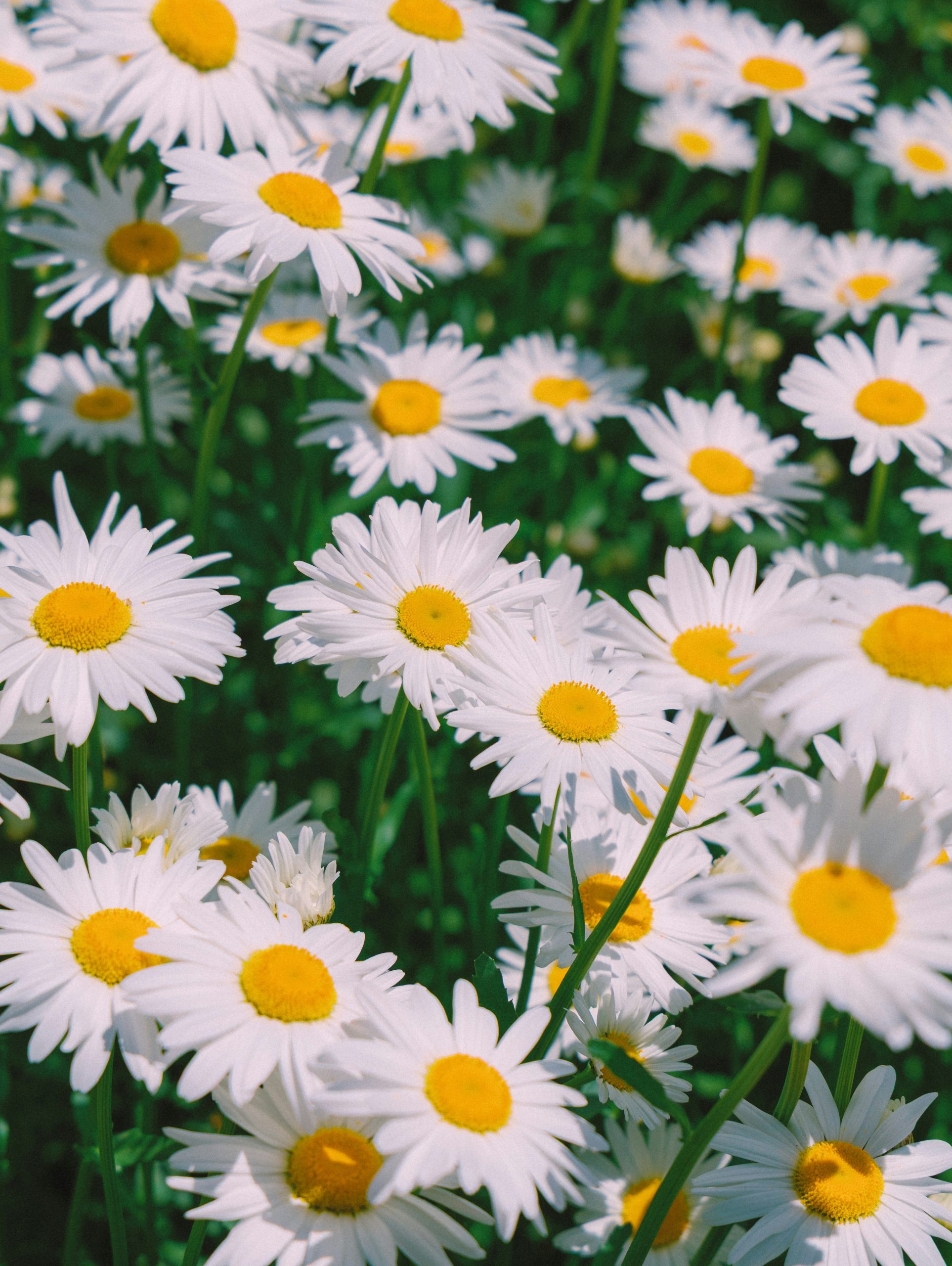 A field of white daisies with yellow centers.