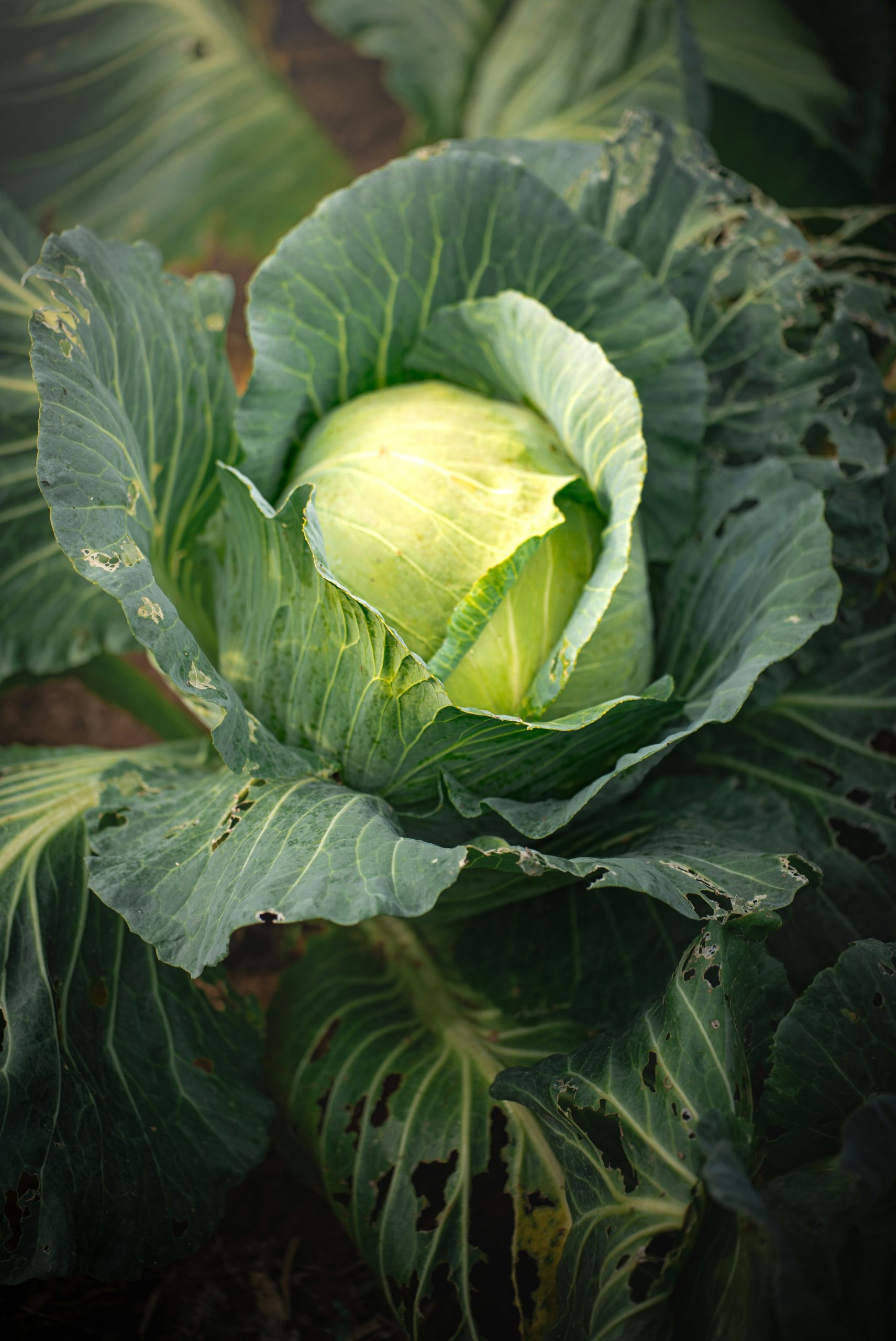 A fresh green cabbage growing in a garden.