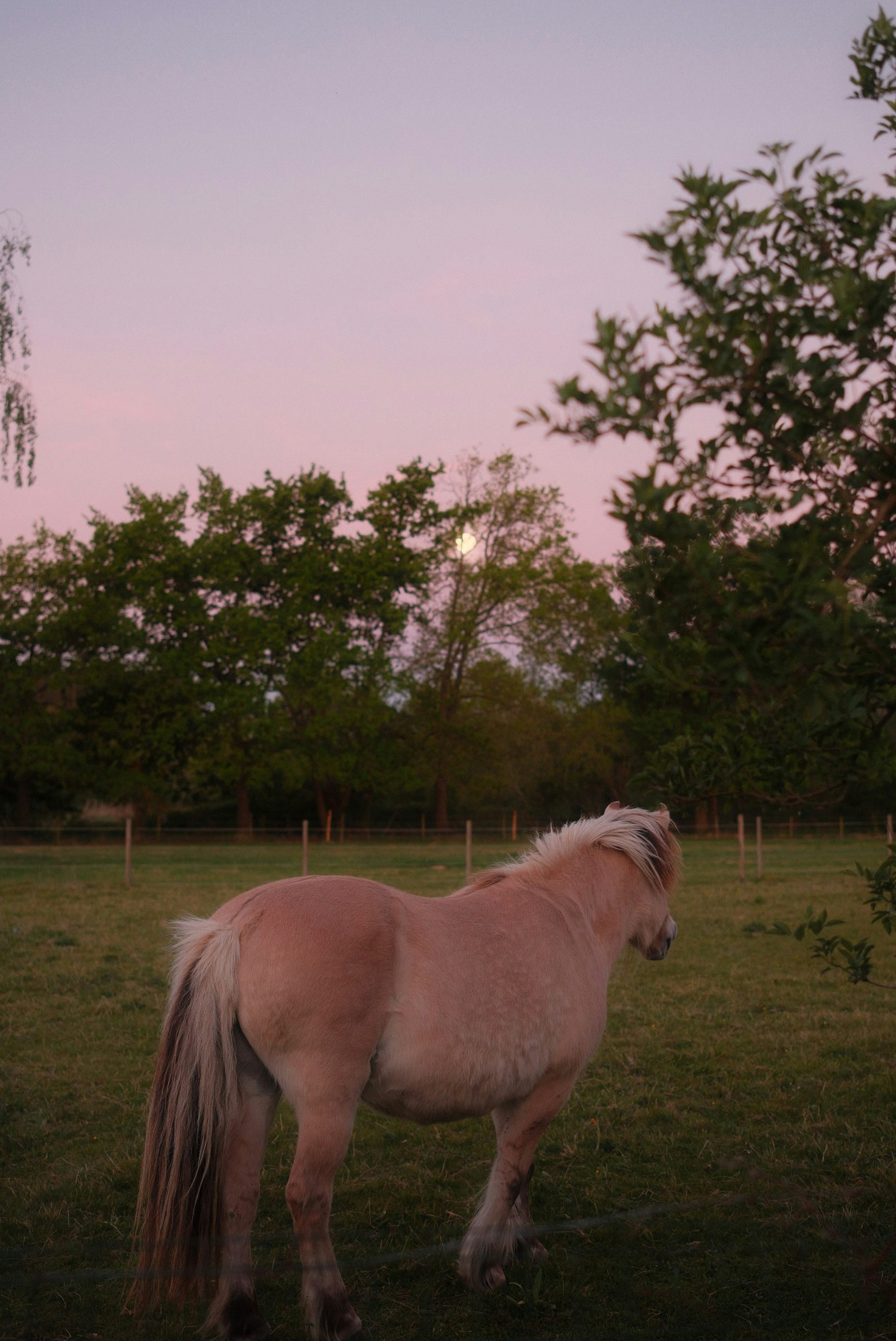 A light brown horse stands in a field at dusk.