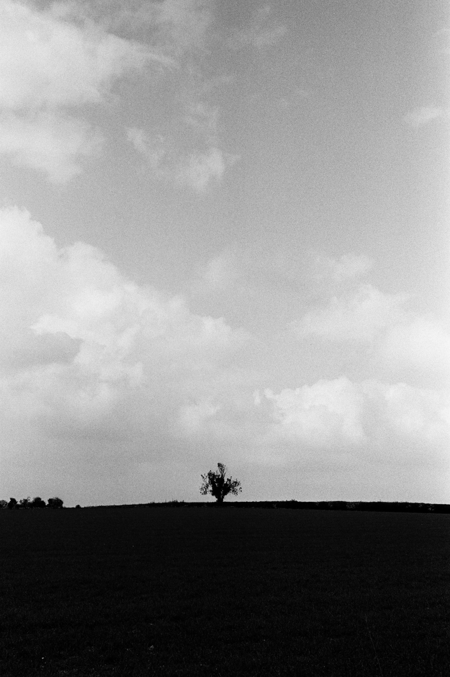 A lone tree stands on a dark horizon under clouds.