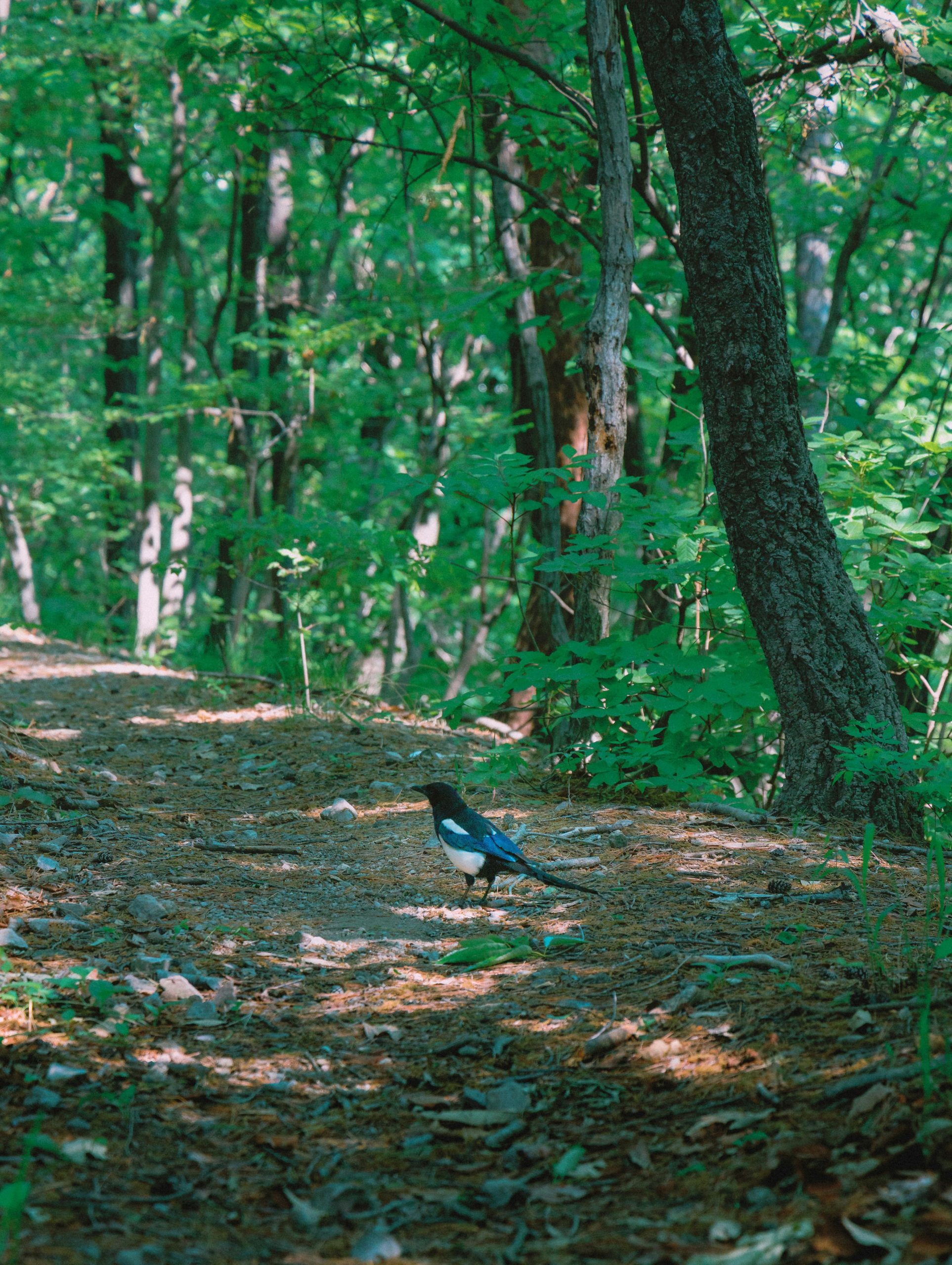 A magpie stands on a forest path.