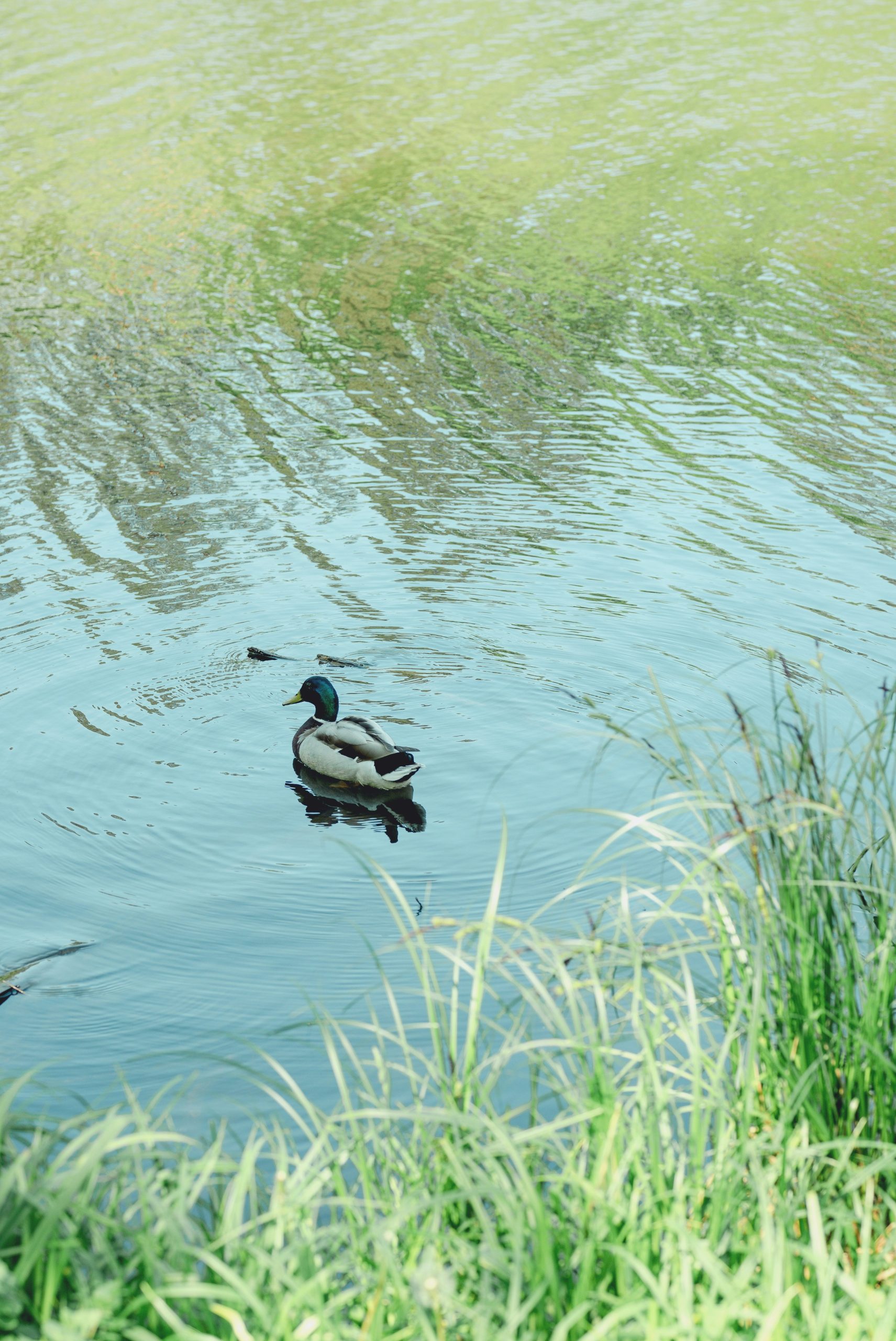 A mallard duck swims in calm water near green grass.