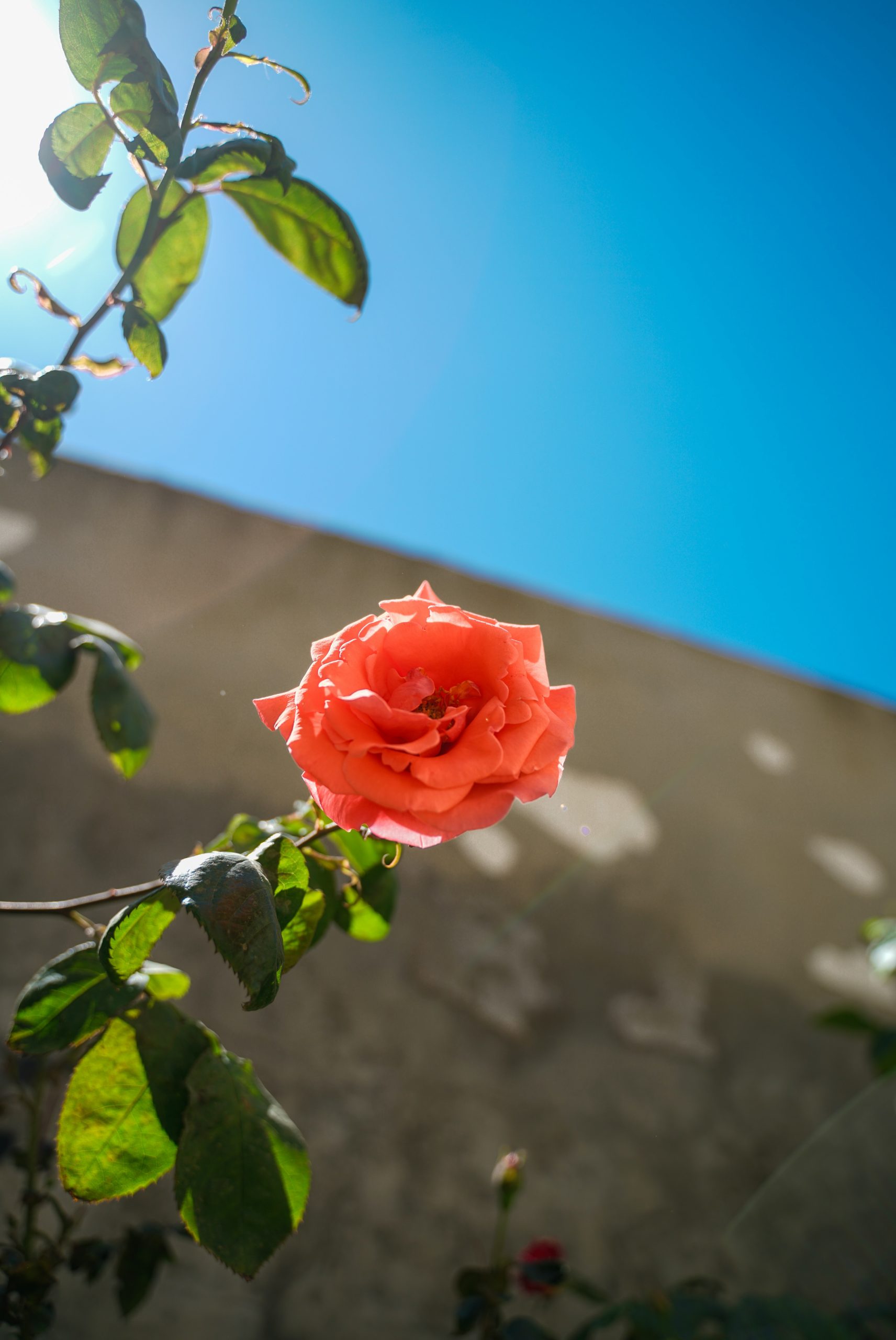 A single coral rose blooms against a bright blue sky.