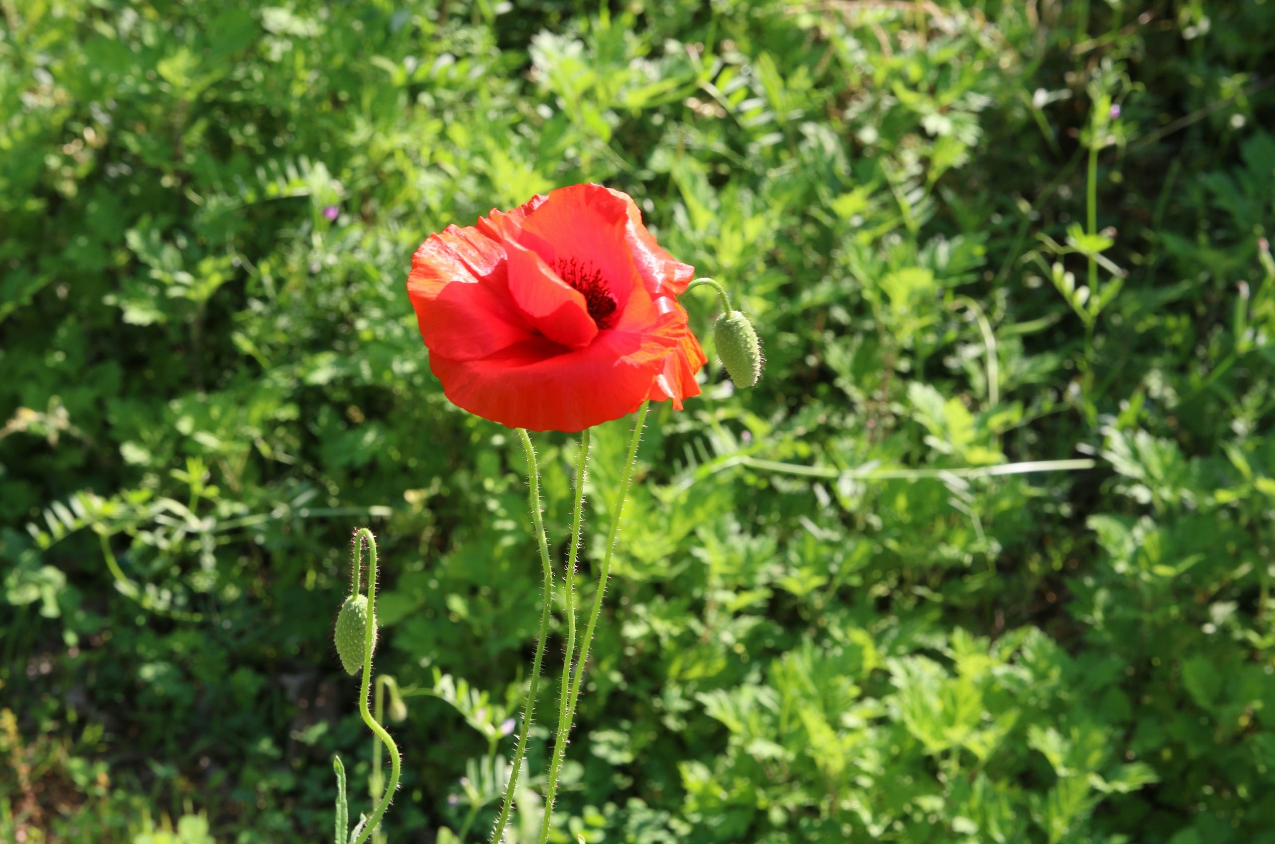 A vibrant red hibiscus flower blooms amongst green leaves.