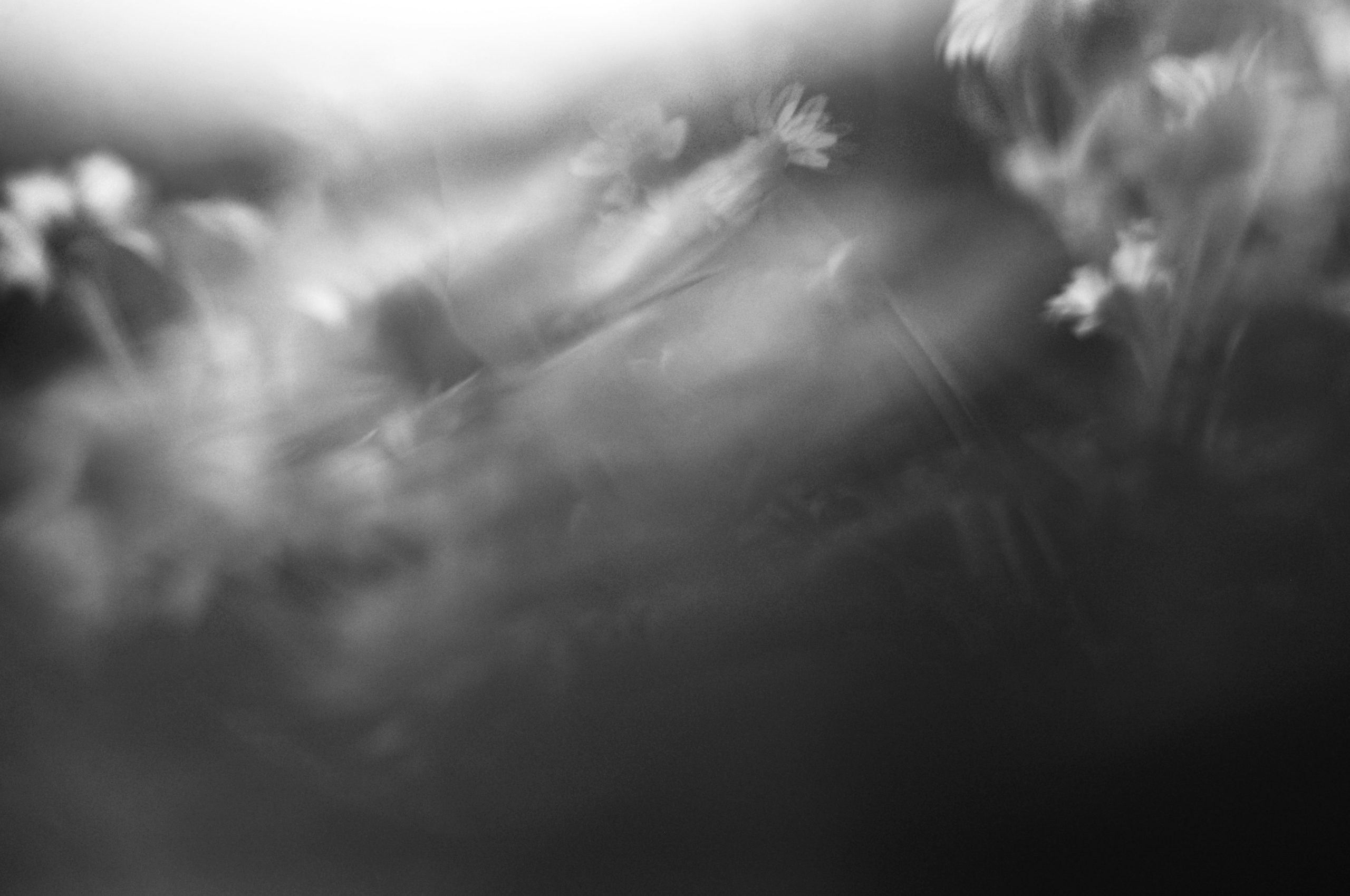 Abstract black and white blur with ethereal plant-like forms.