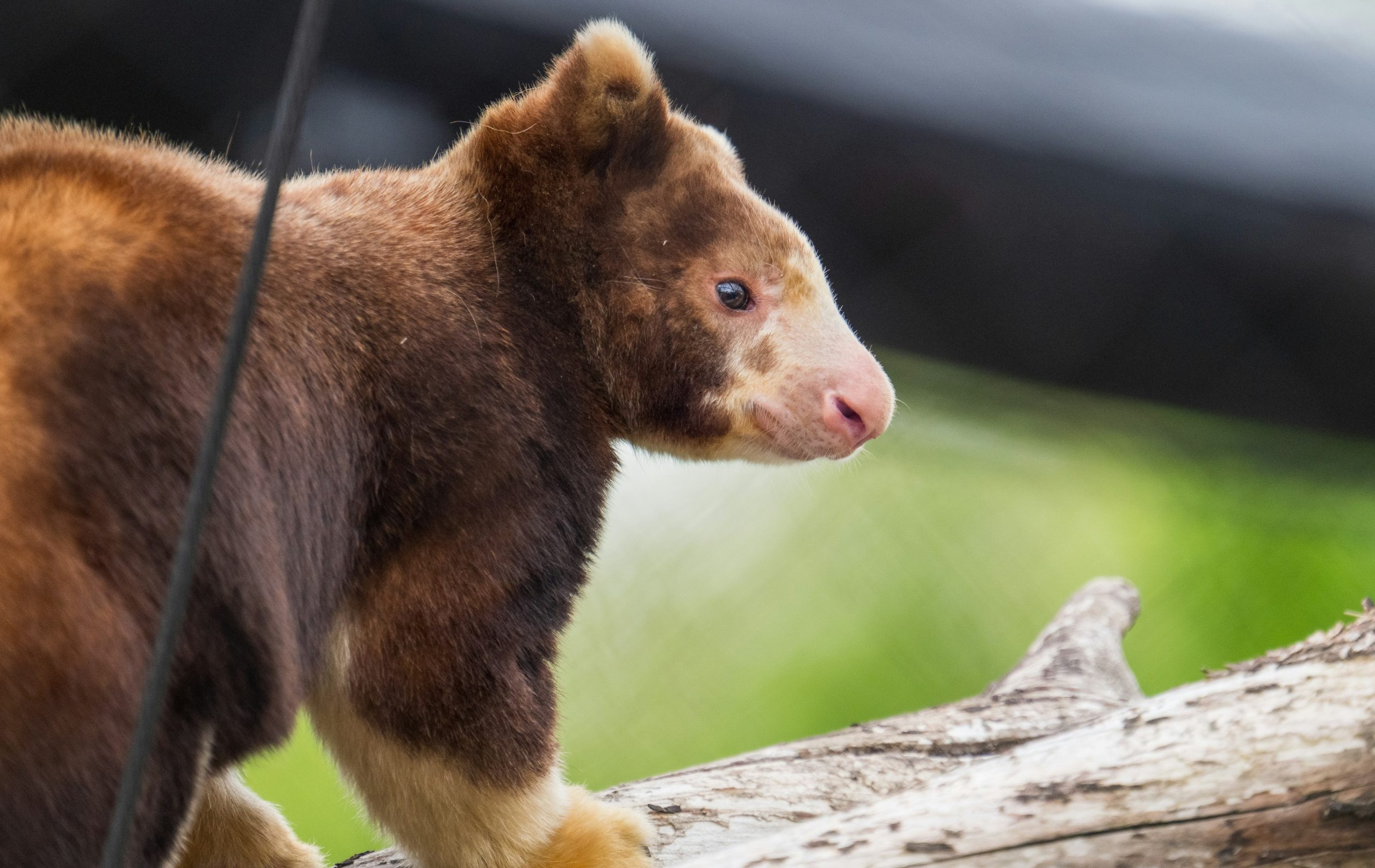 Brown tree-kangaroo perched on a tree branch.