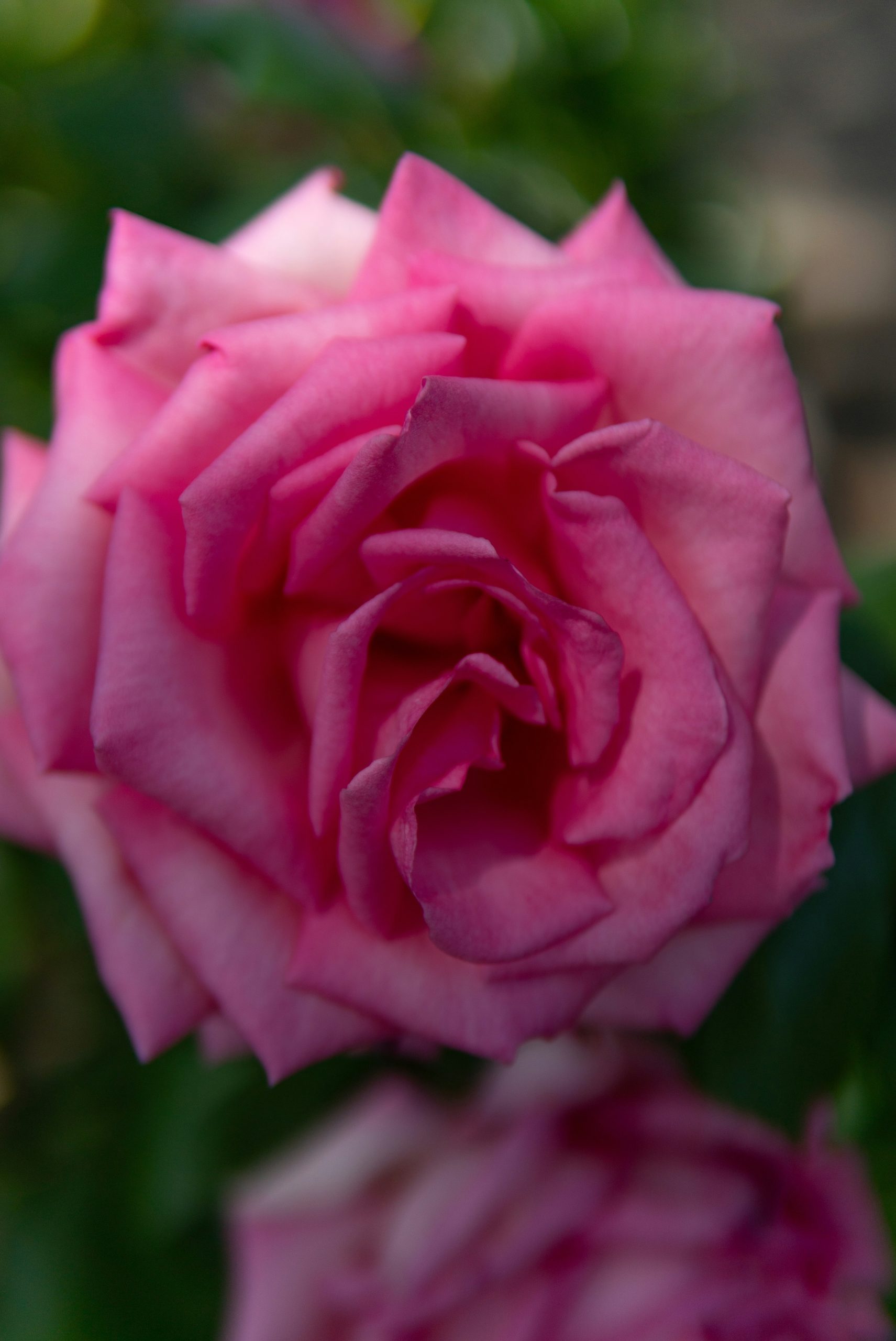 Close-up of a vibrant pink rose in bloom.