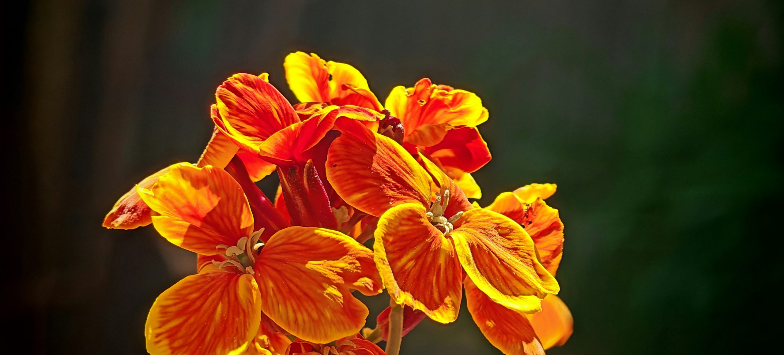 Cluster of orange and yellow flowers in bloom