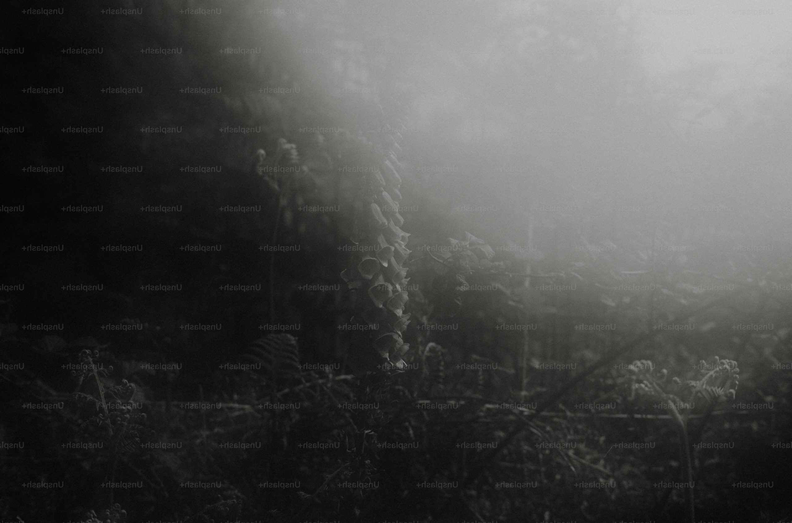 Dark, misty forest with light filtering through trees.