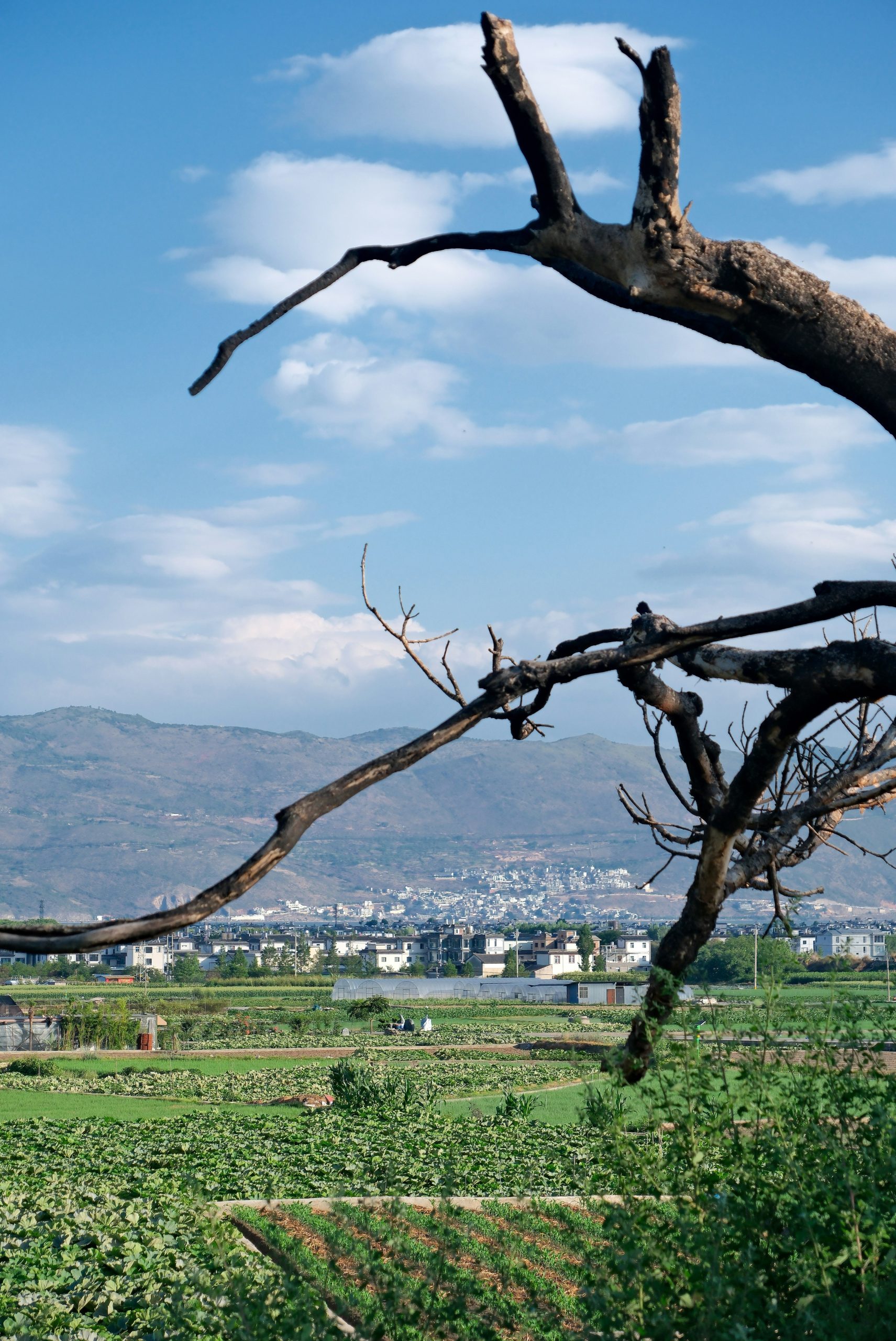 Dead tree branch frames a green field and distant town.