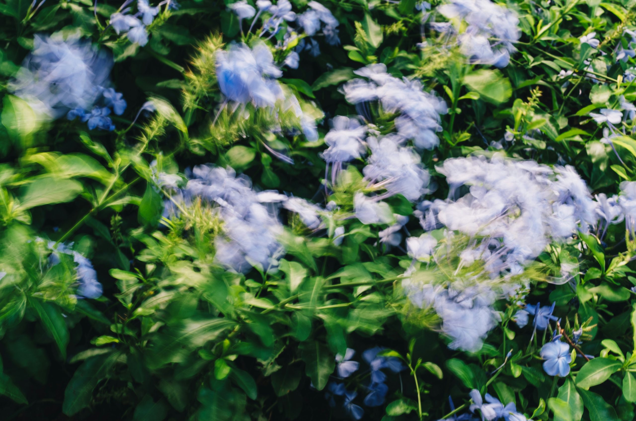 Delicate blue flowers with fluffy centers and green leaves.