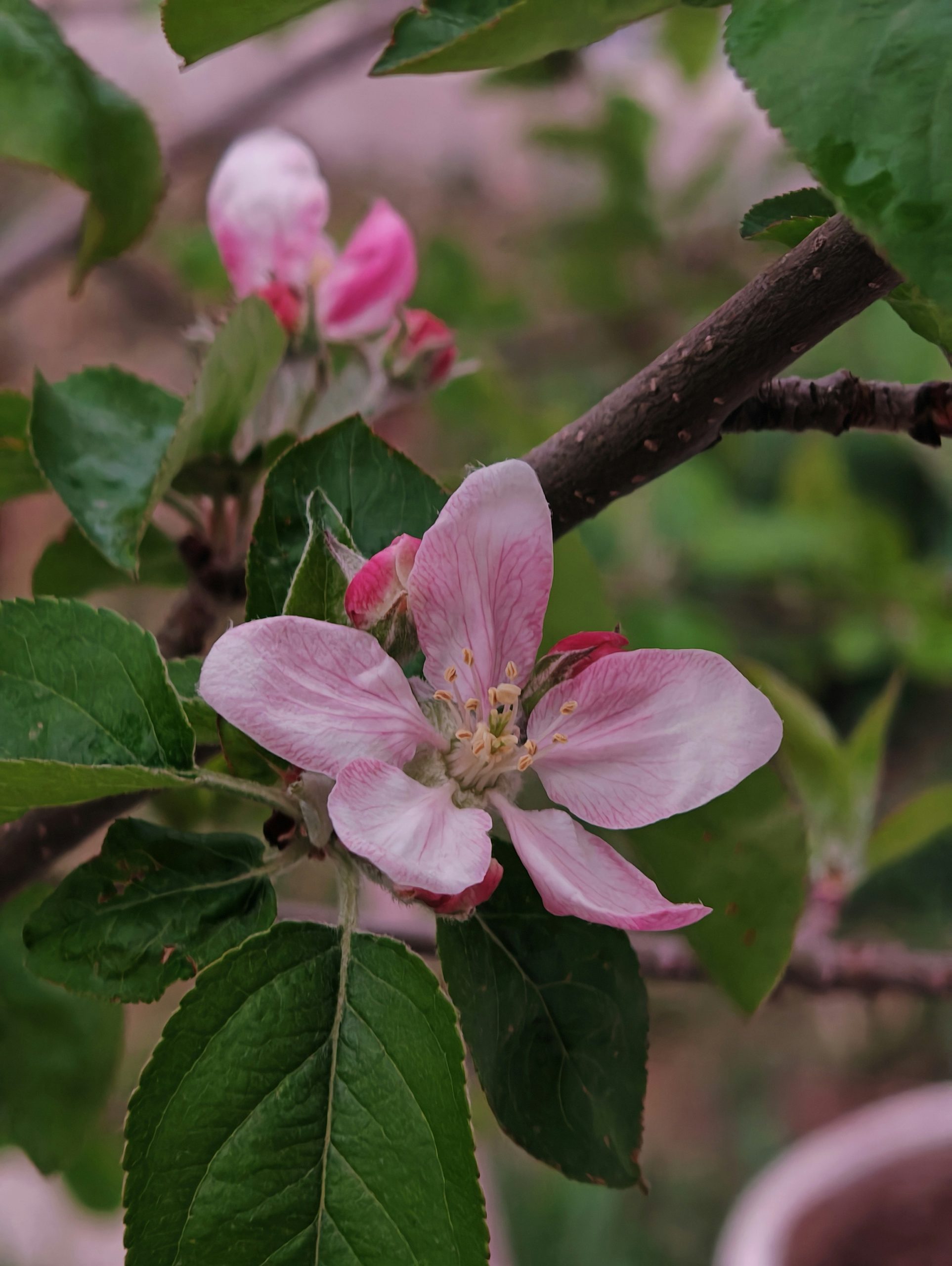 Delicate pink apple blossoms on a branch