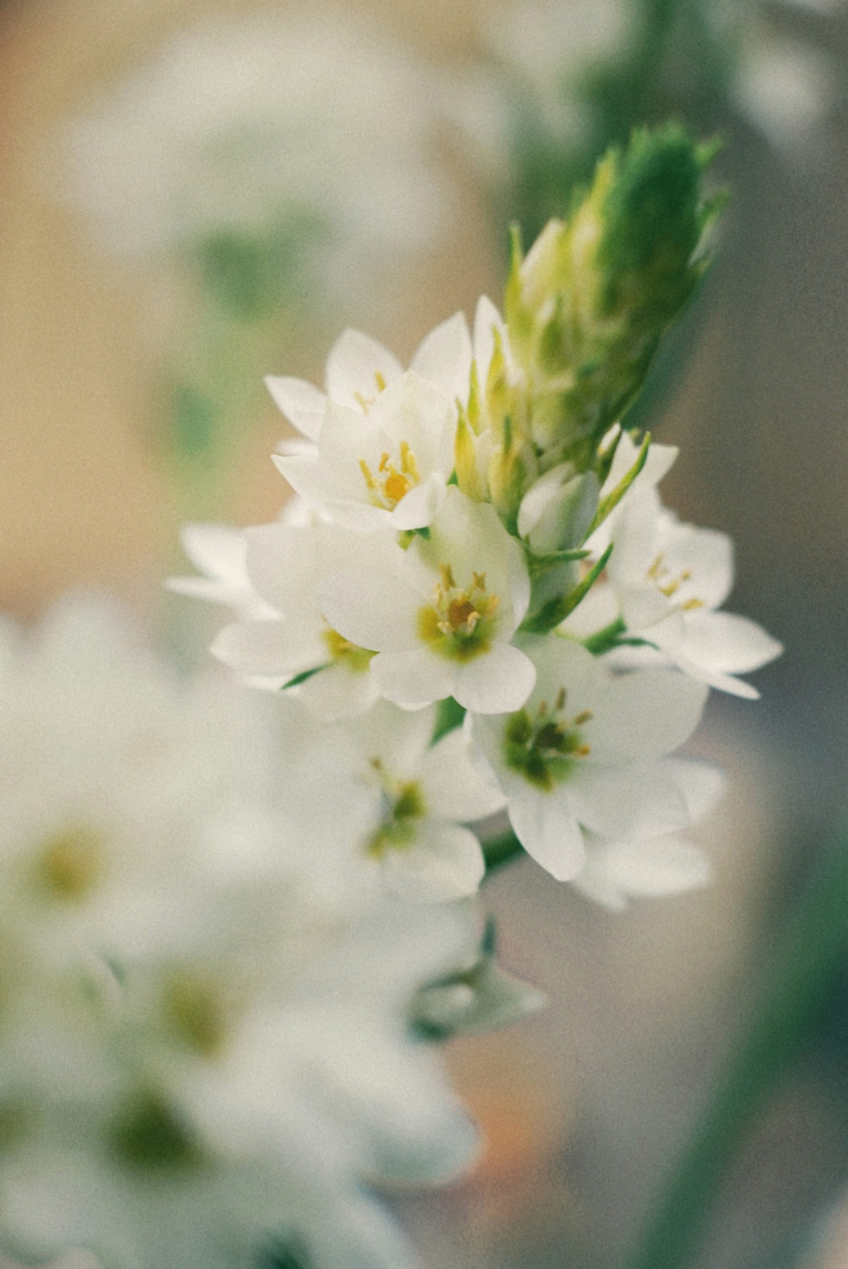Delicate white star-shaped flowers on a green stem.