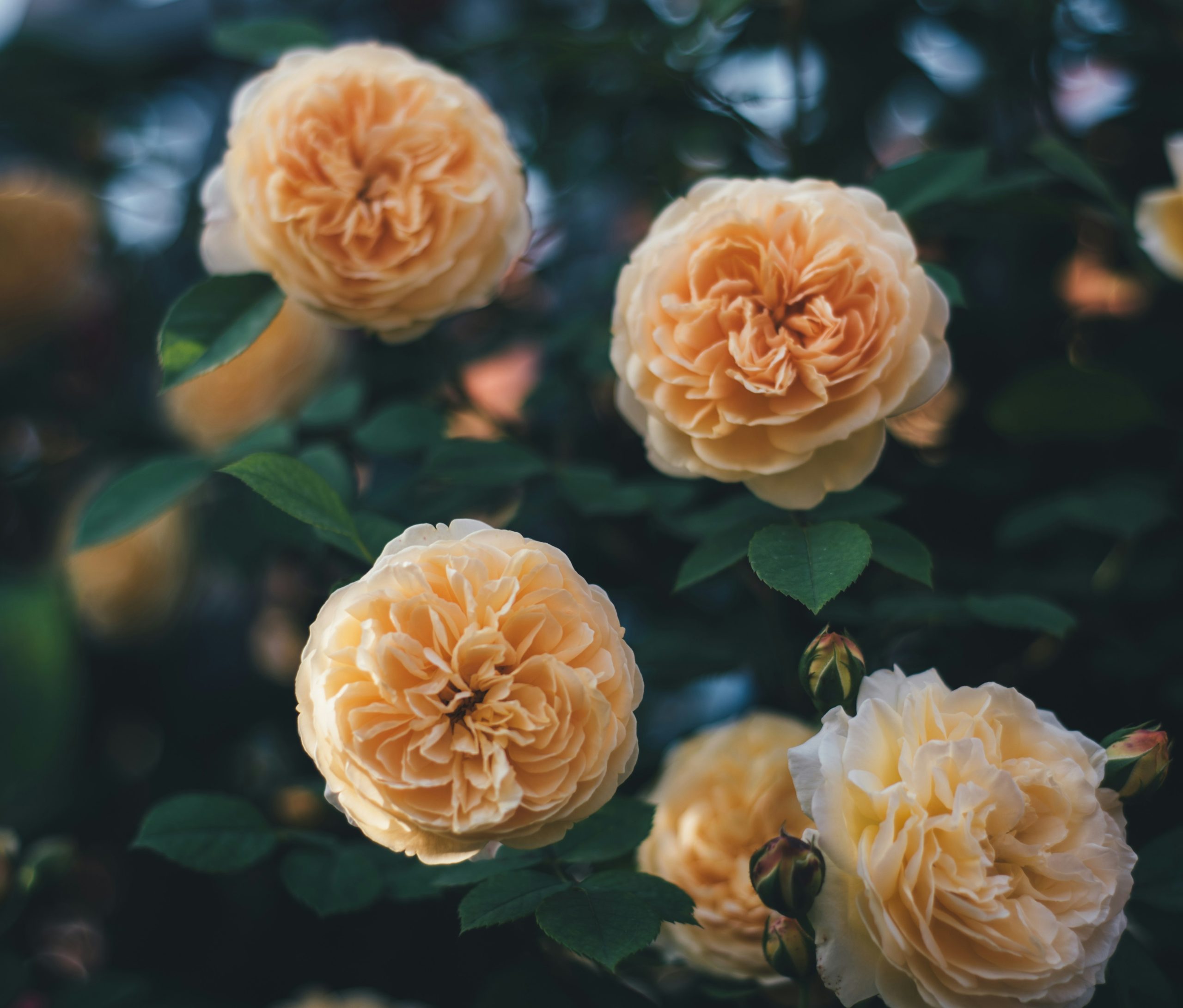 Four peach-colored roses bloom on a dark green bush.