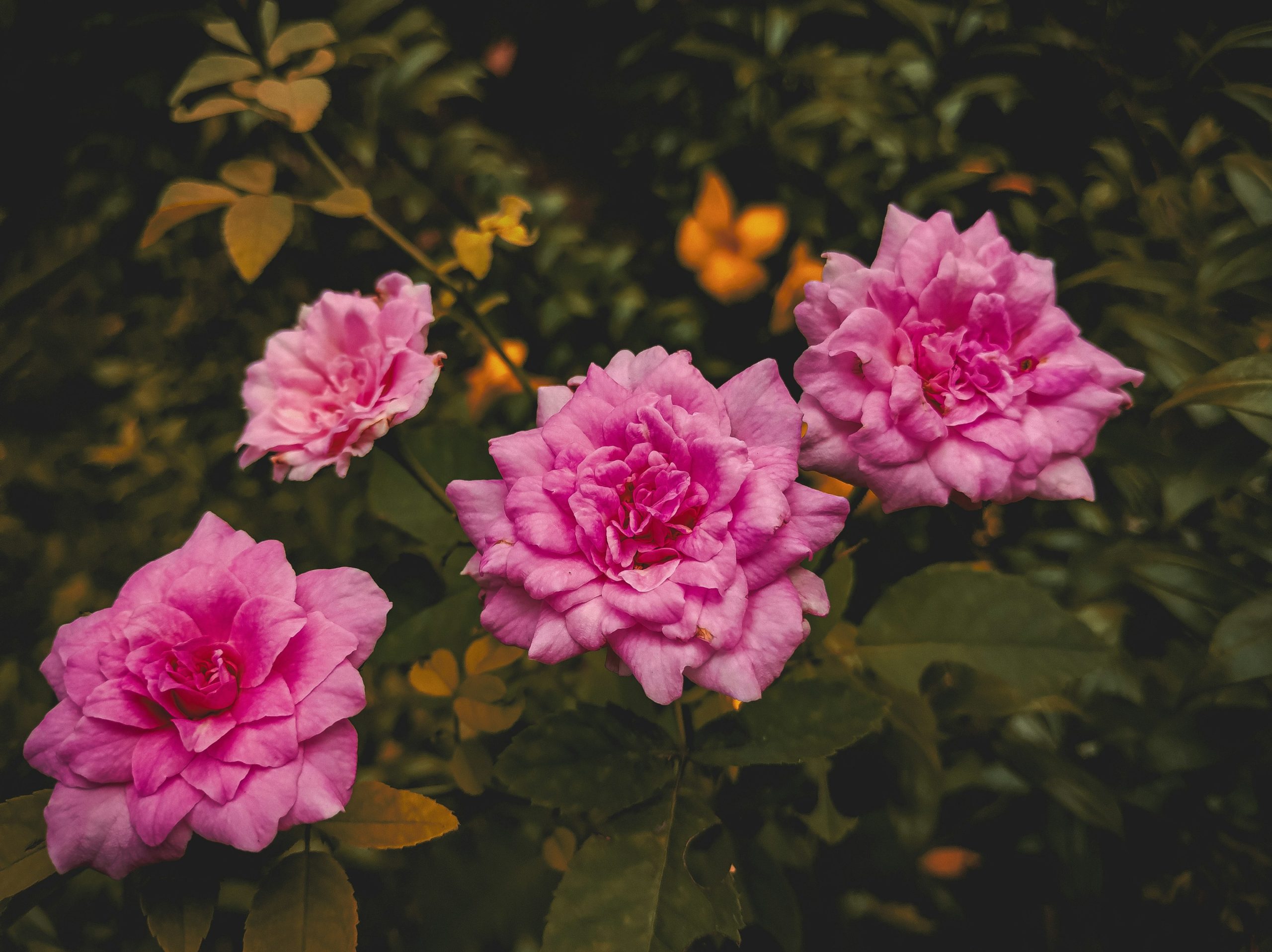 Four vibrant pink roses blooming amidst green leaves.