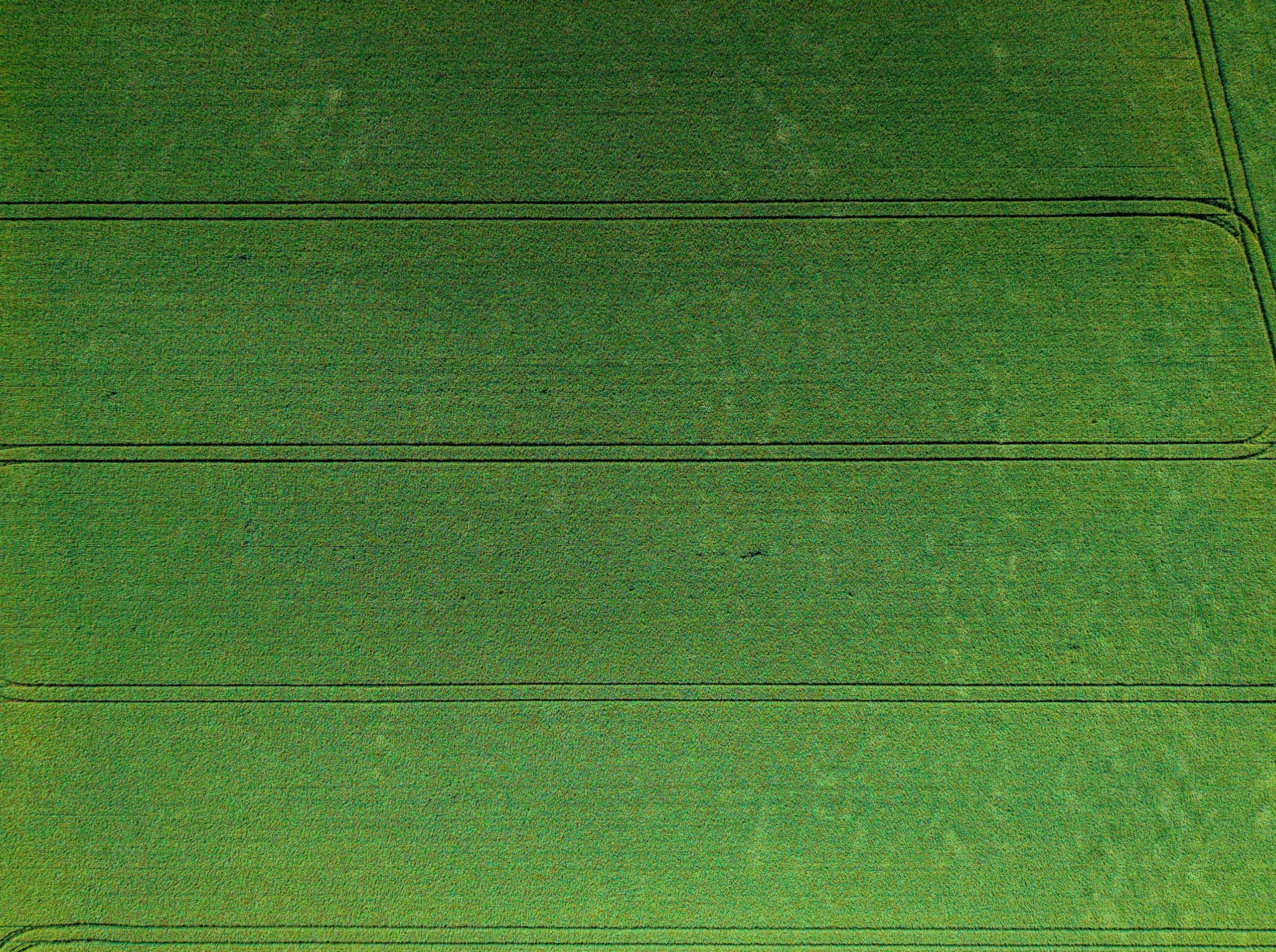 Green agricultural field with parallel lines from above.