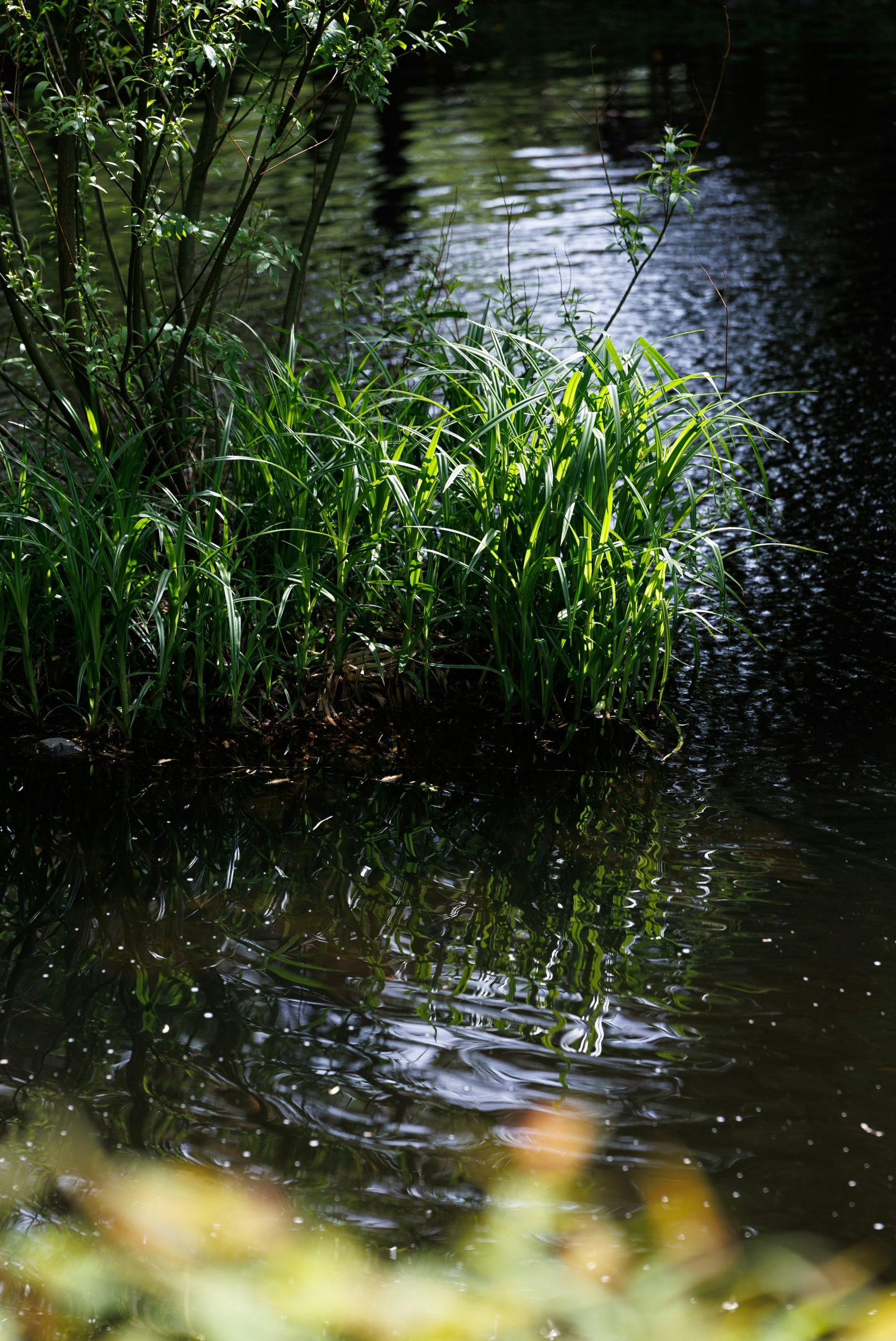Green grass growing in dark water with sunlight reflections.