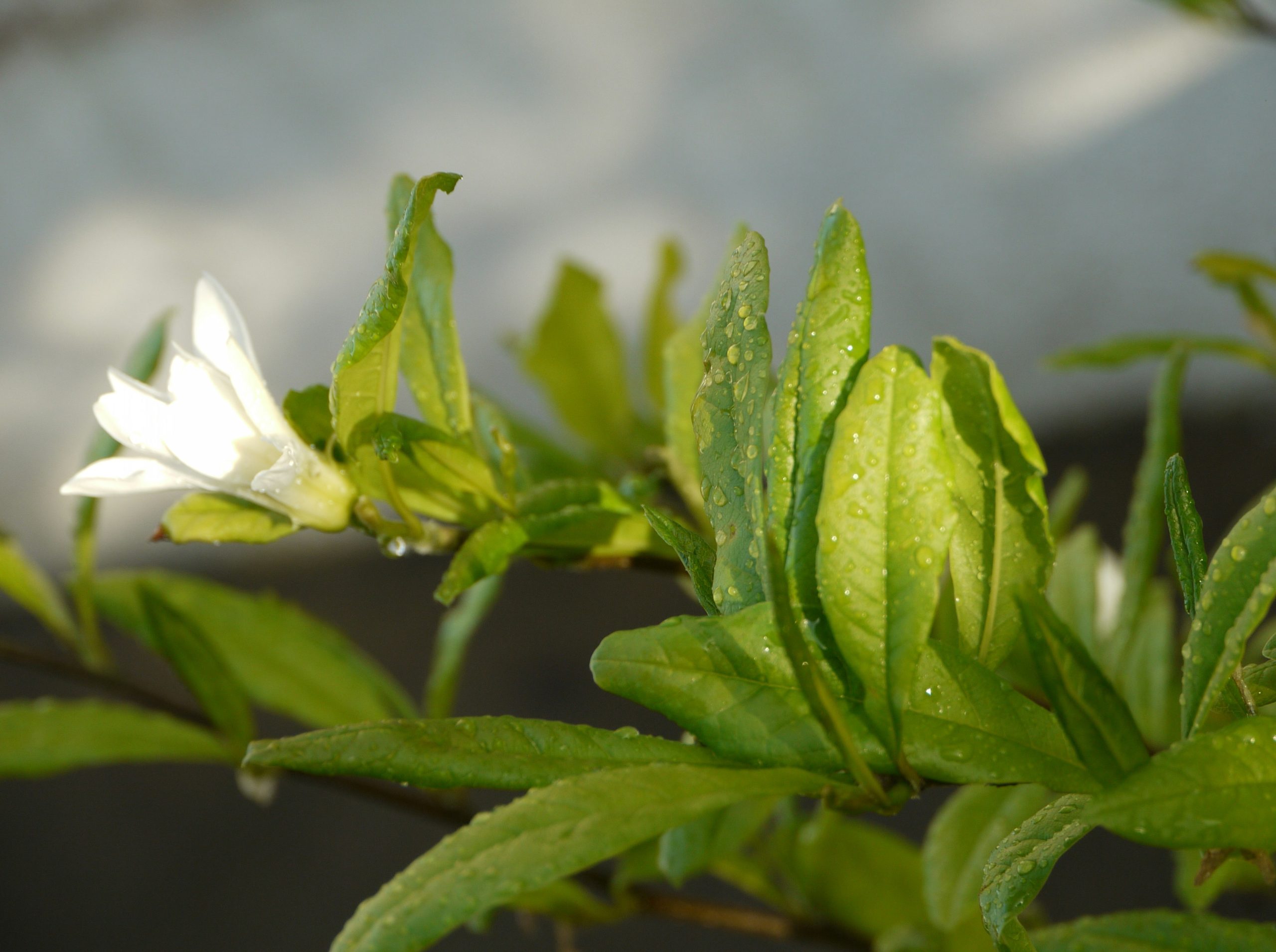 Green leaves and a small white flower blooming.