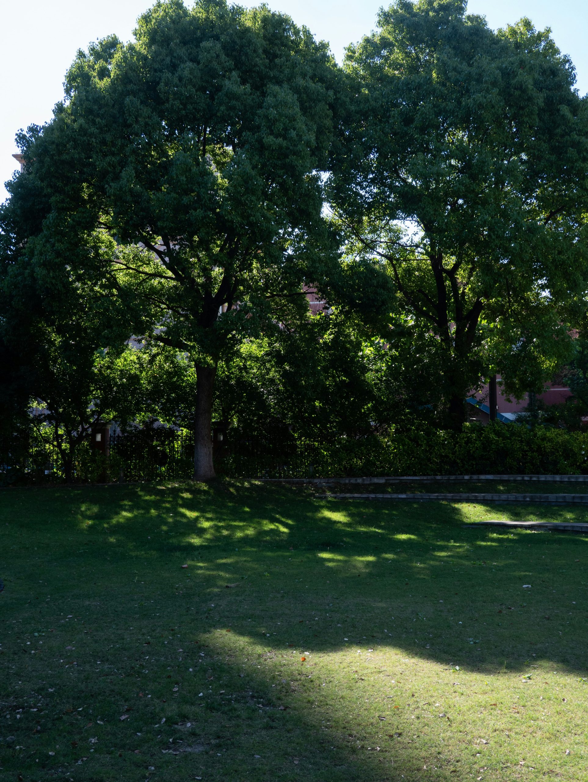 Green trees cast shadows on a sunlit grassy field.