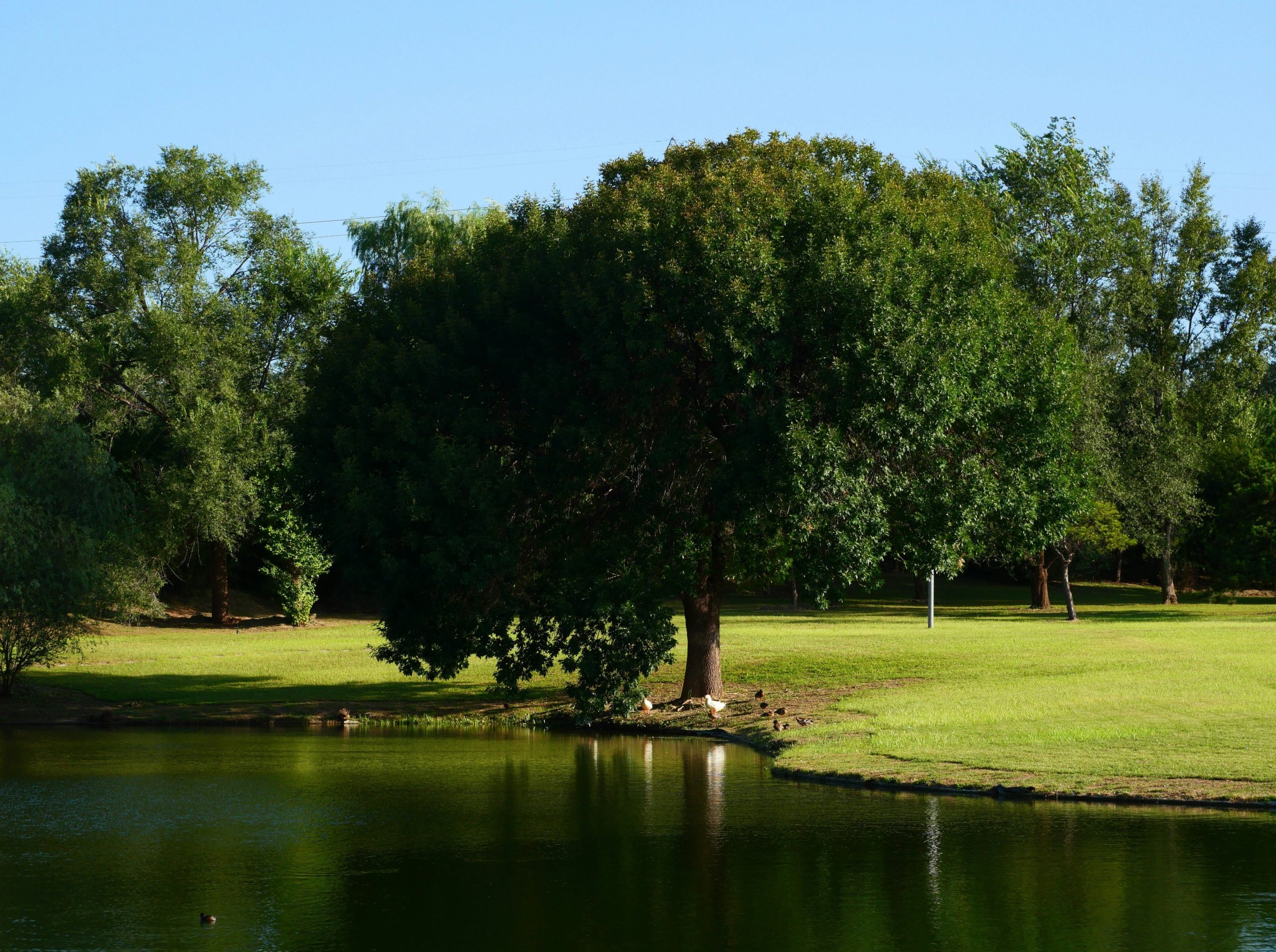 Large tree beside a calm lake on a sunny day