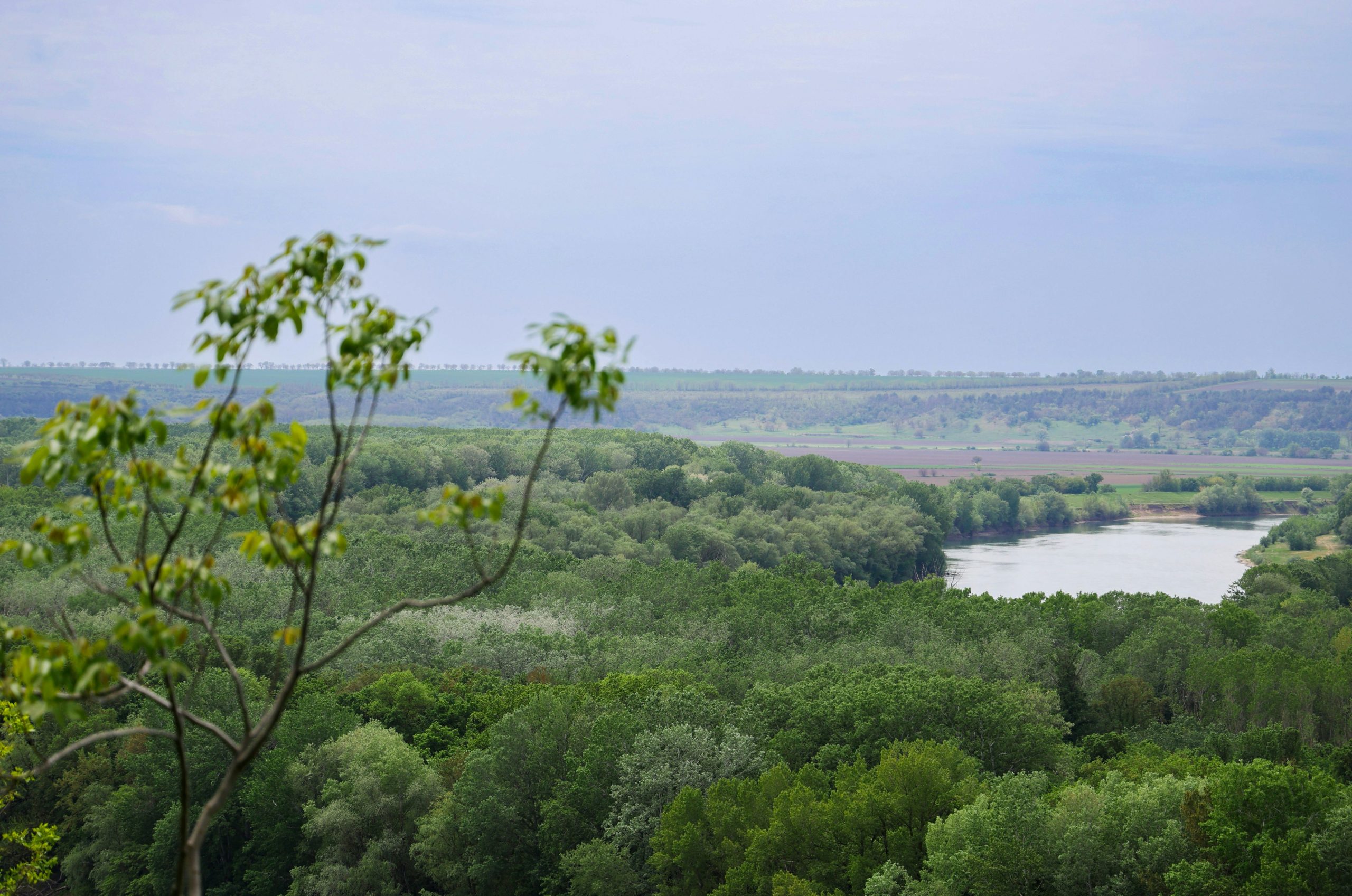 Lush green forest with a winding river under cloudy sky.