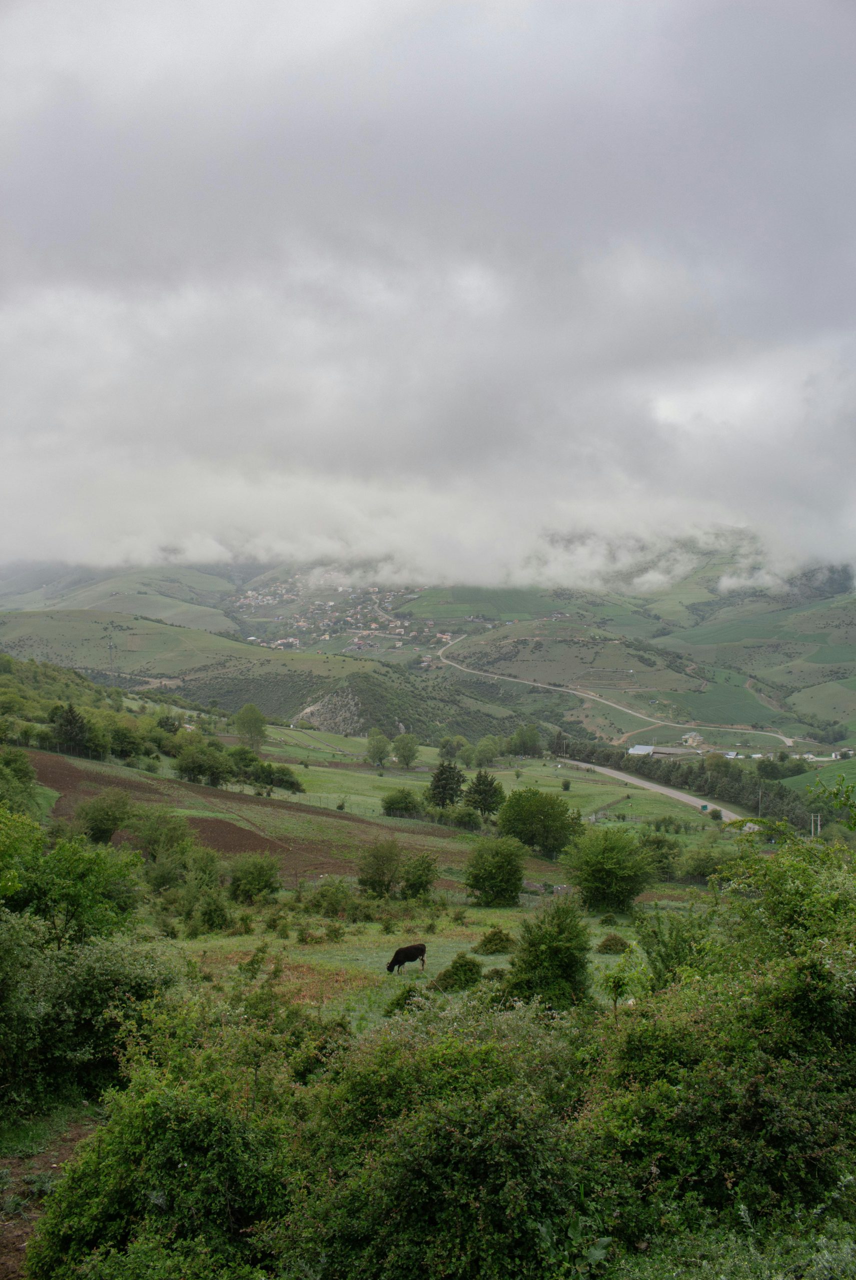 Misty green hills with a distant village and grazing cow.