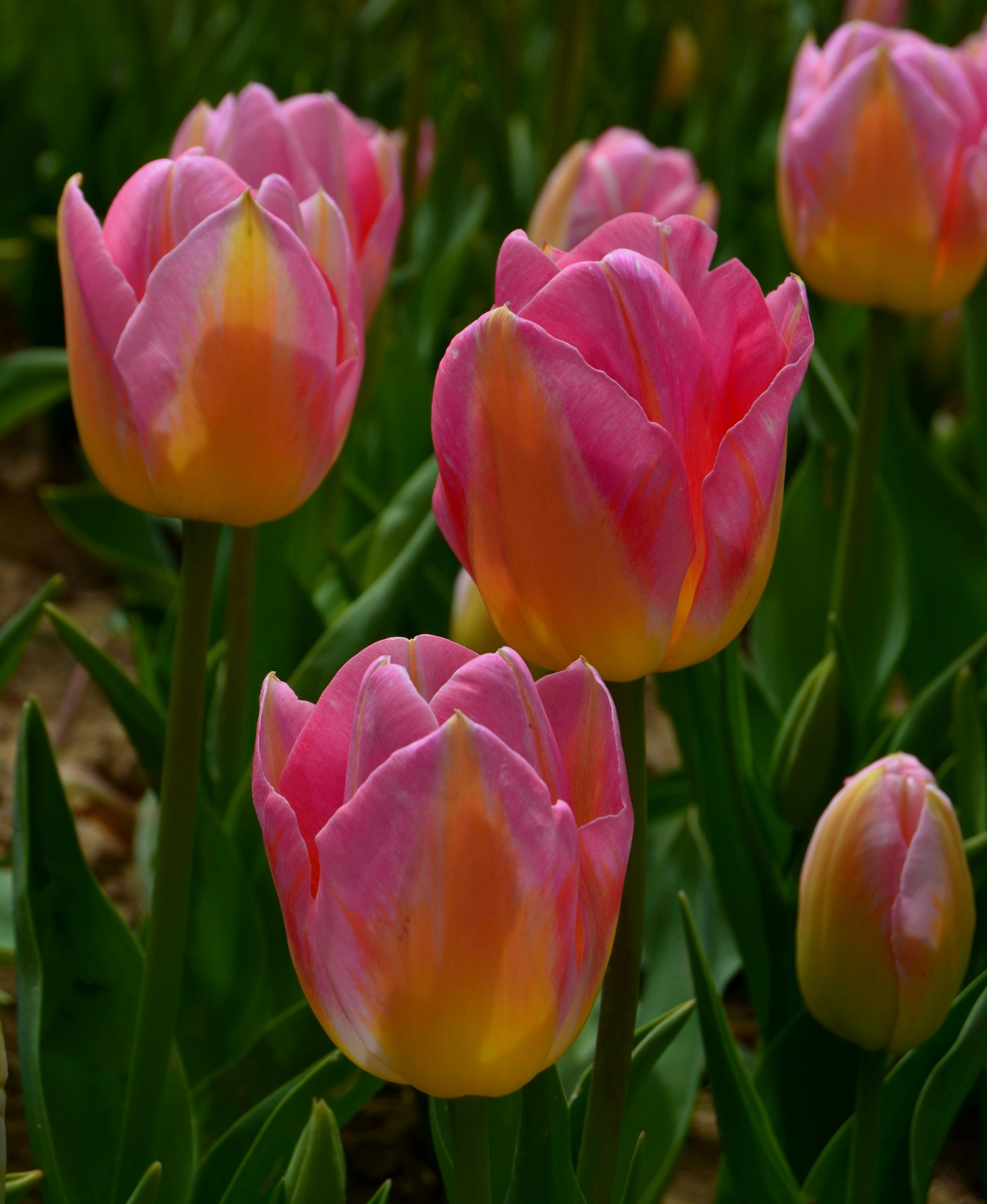 Pink and yellow tulips blooming in a field.