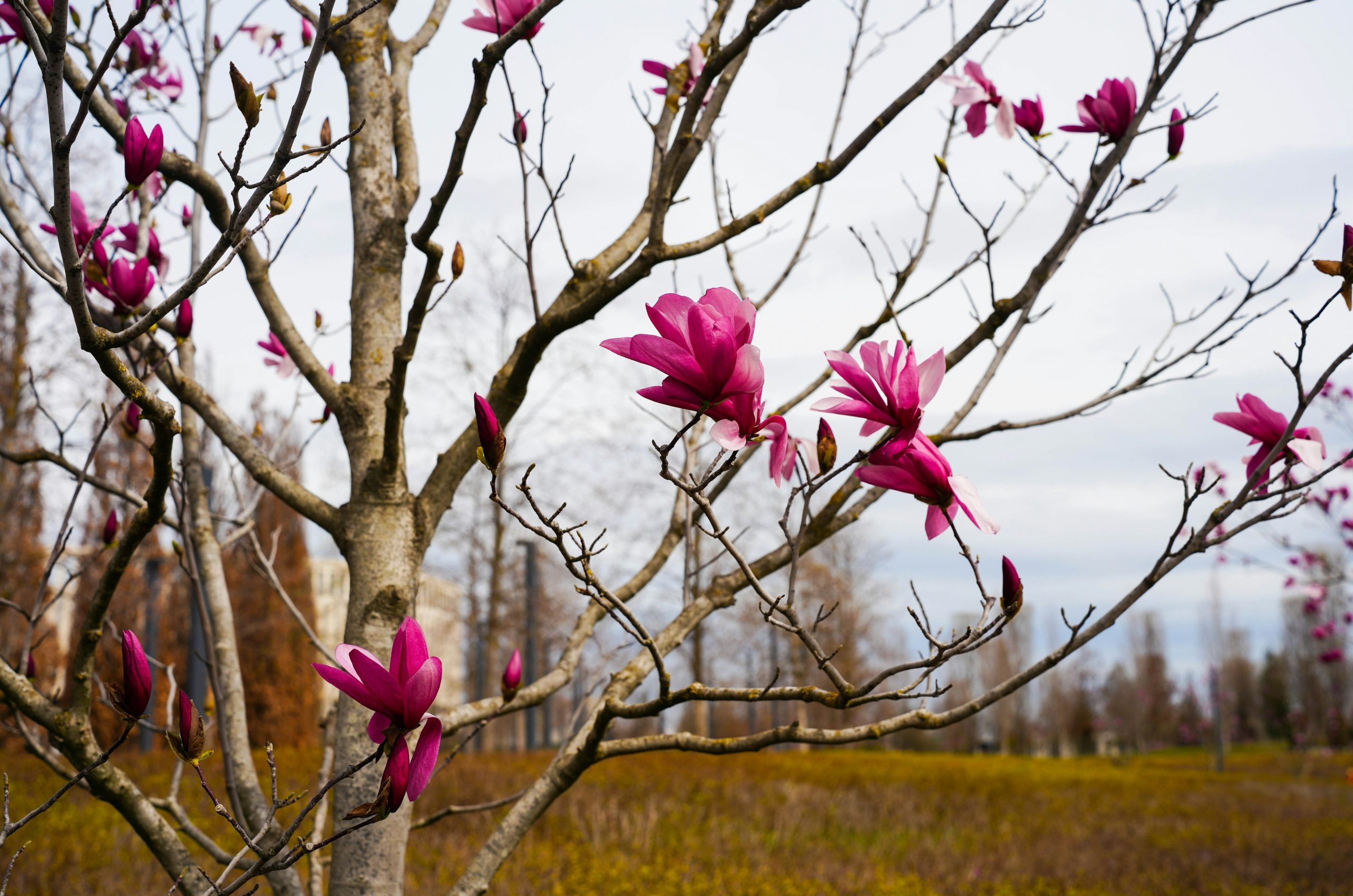 Pink magnolia flowers bloom on a bare tree.
