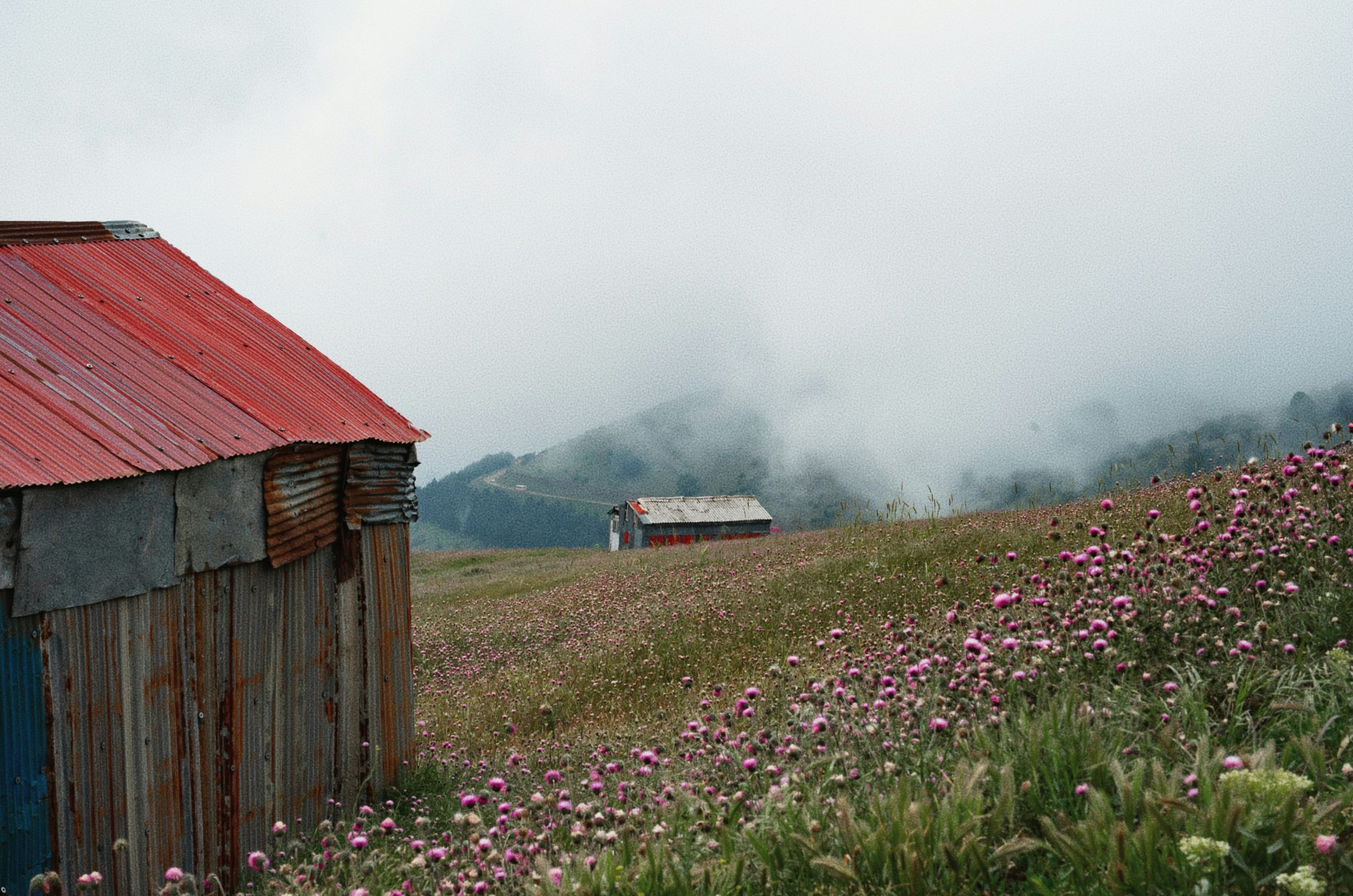 Rustic shacks on a misty hillside covered in pink wildflowers.