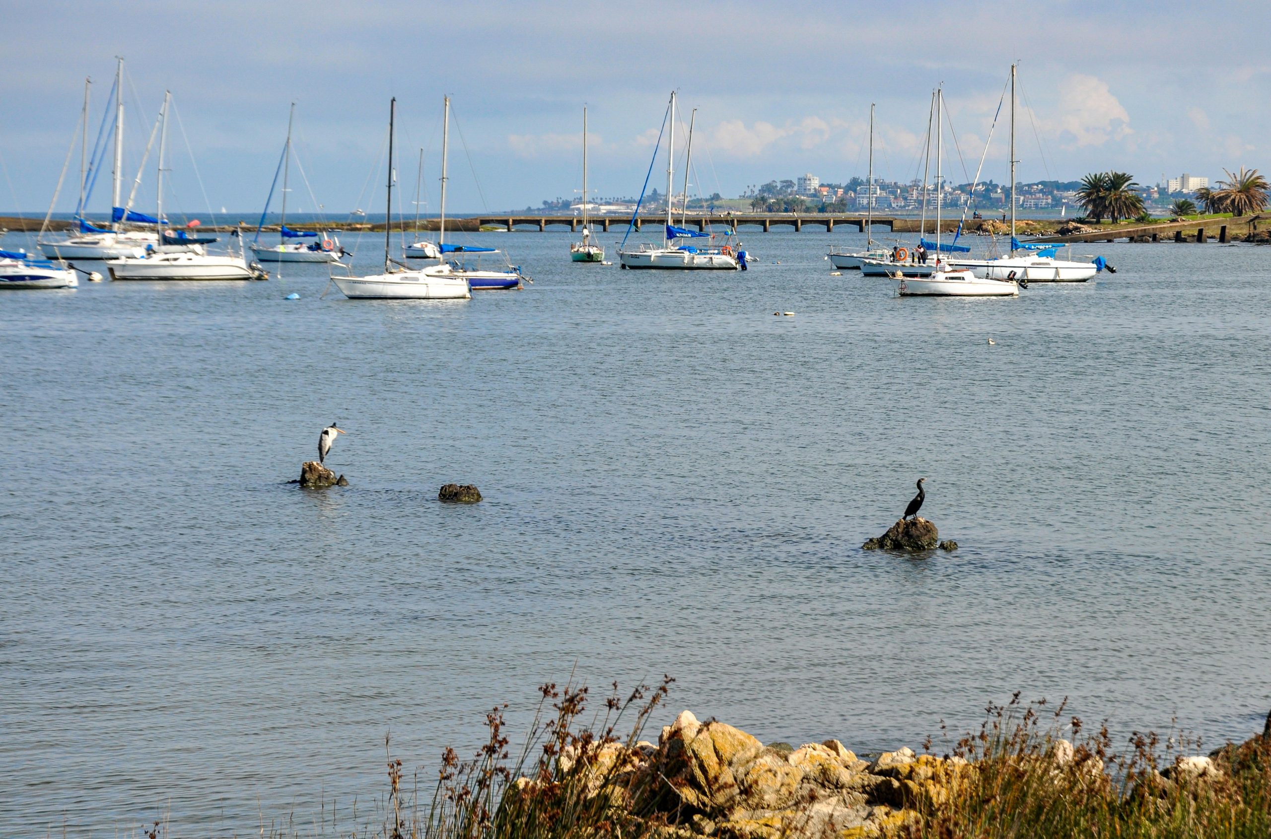 Sailboats anchored in a bay with birds on rocks.