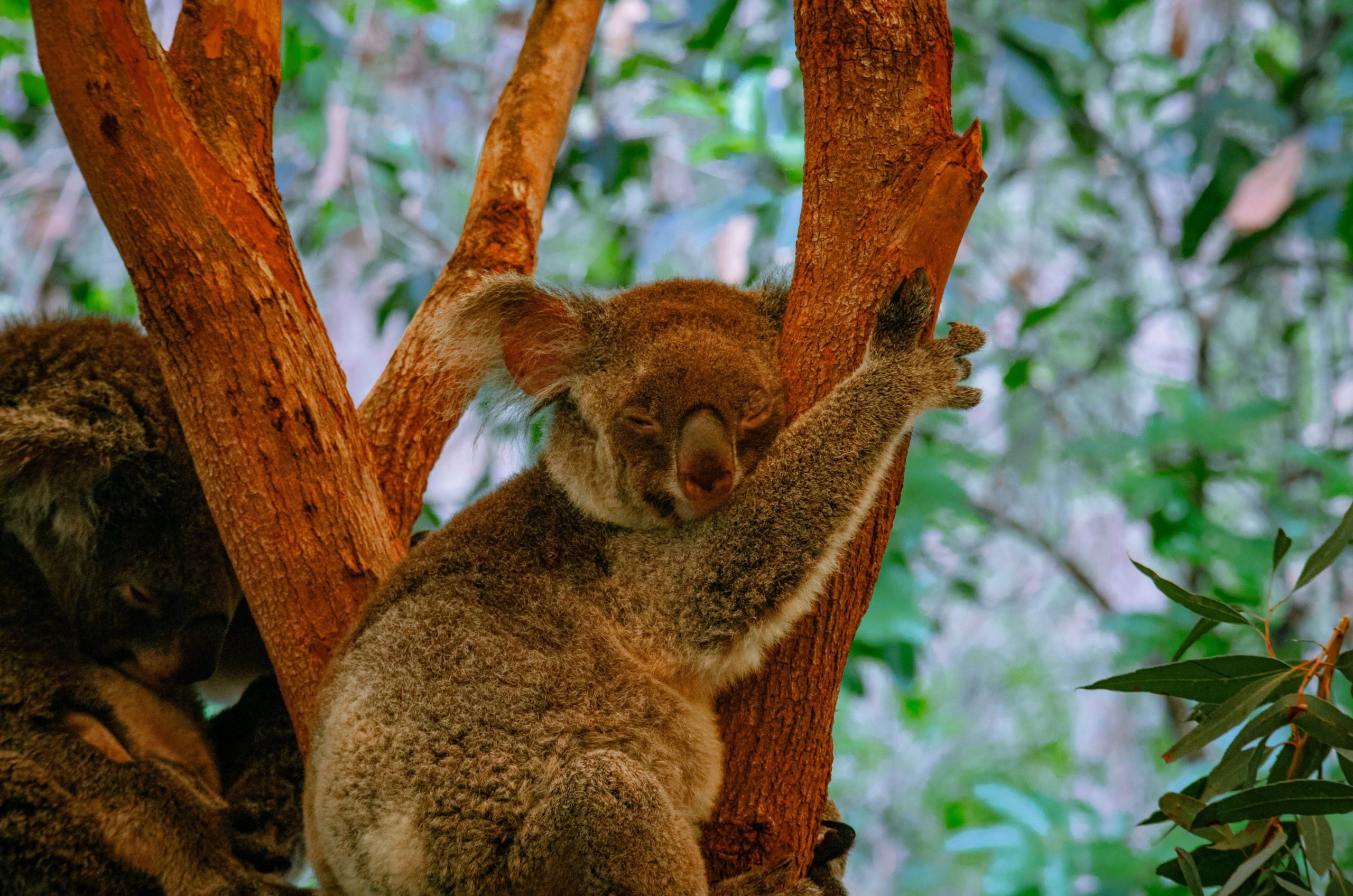 Sleeping koala clinging to a tree in a lush forest.